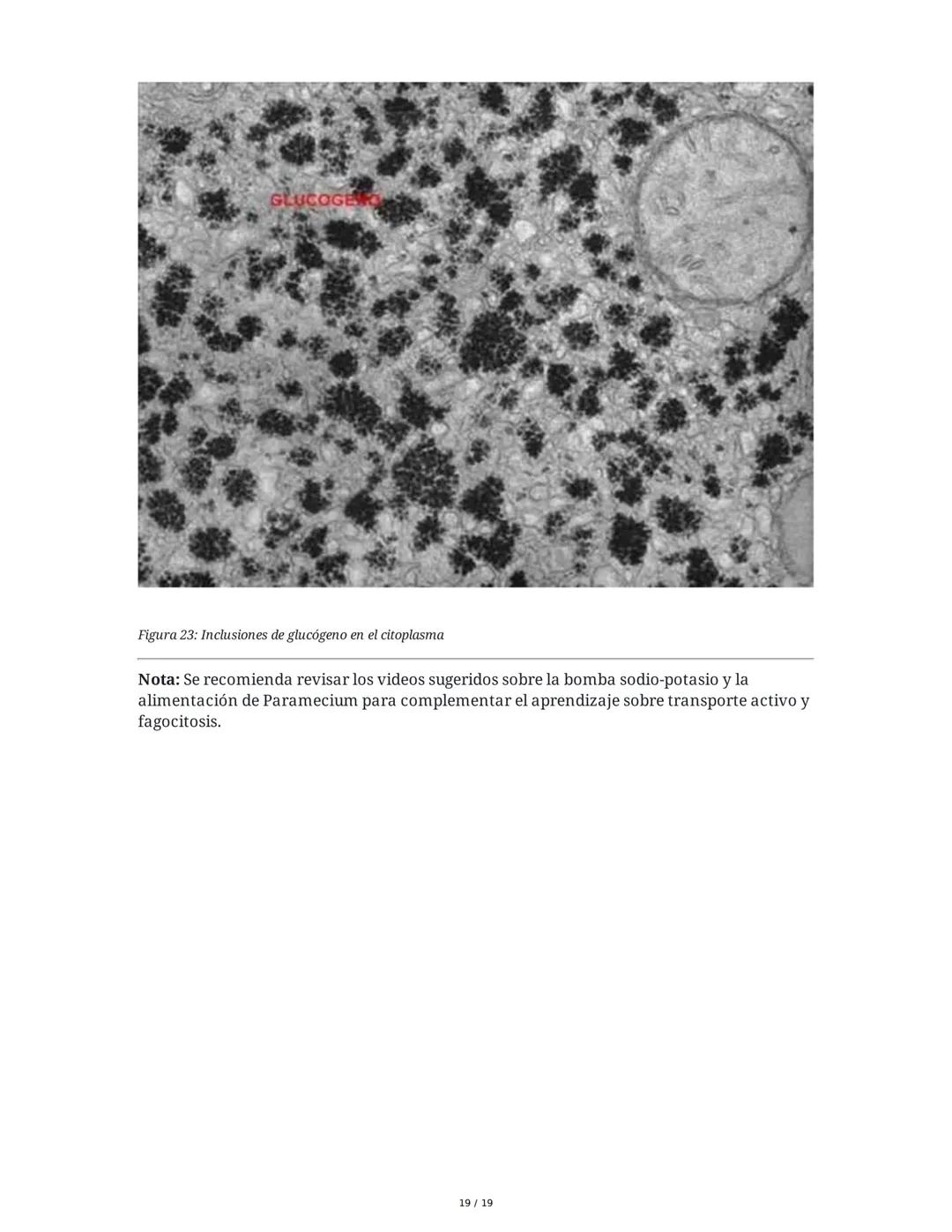 Fundamentos Biológicos y Químicos en el Ser Humano
1. Introducción y Objetivos
La sesión aborda los niveles de organización biológica, centr