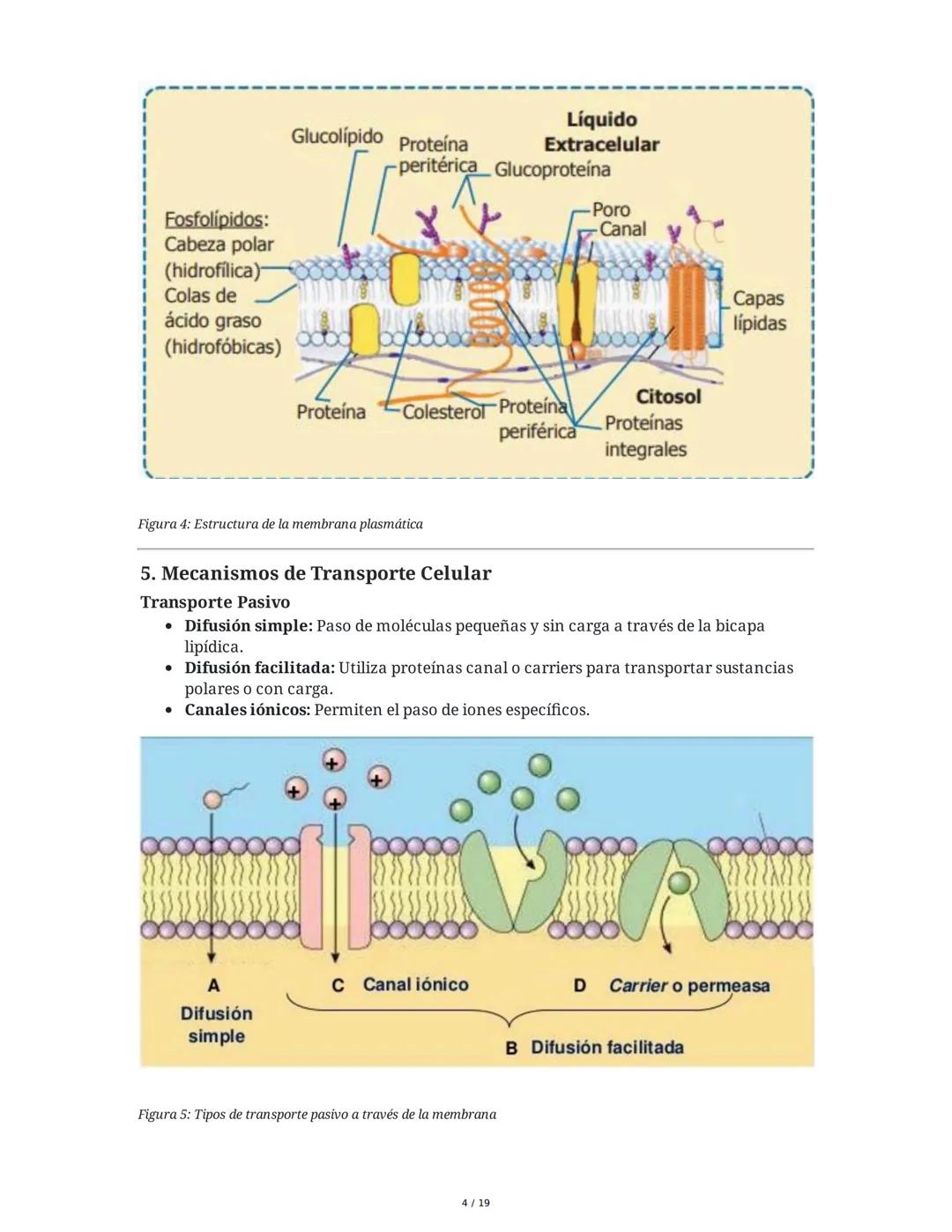 Fundamentos Biológicos y Químicos en el Ser Humano
1. Introducción y Objetivos
La sesión aborda los niveles de organización biológica, centr