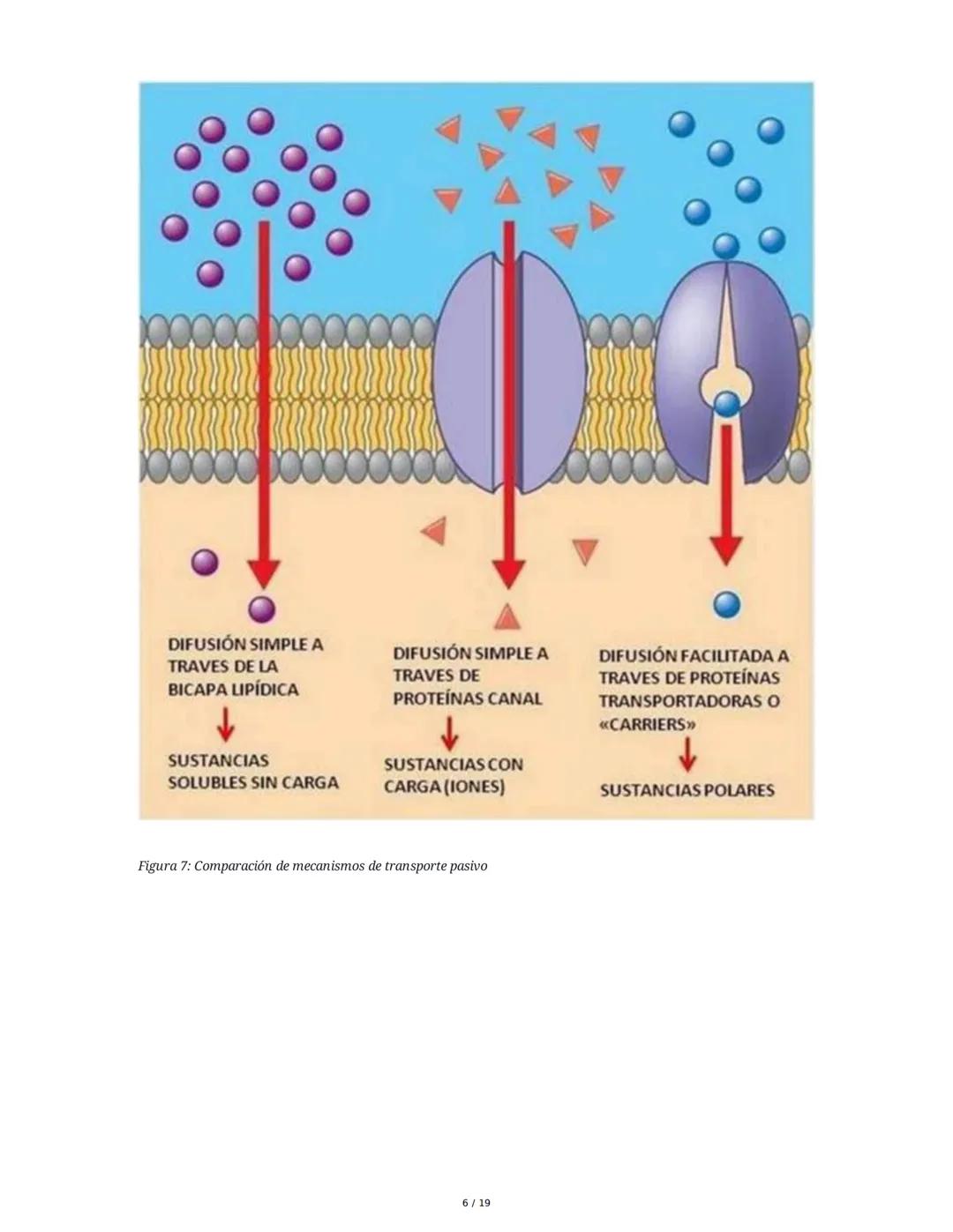 Fundamentos Biológicos y Químicos en el Ser Humano
1. Introducción y Objetivos
La sesión aborda los niveles de organización biológica, centr