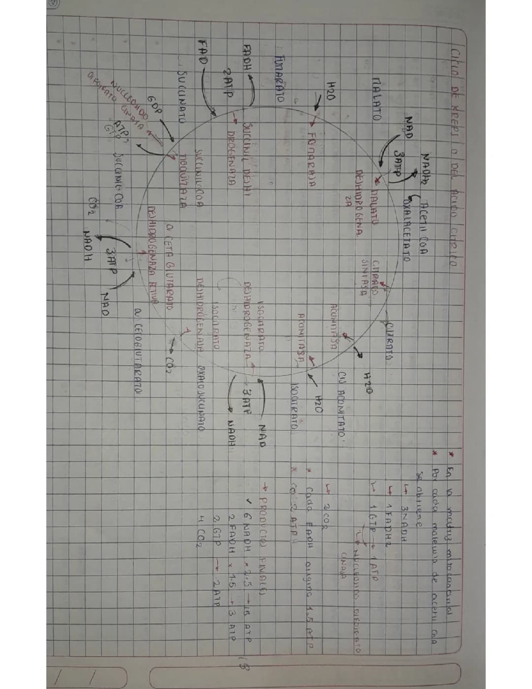Ciclo de kreps 