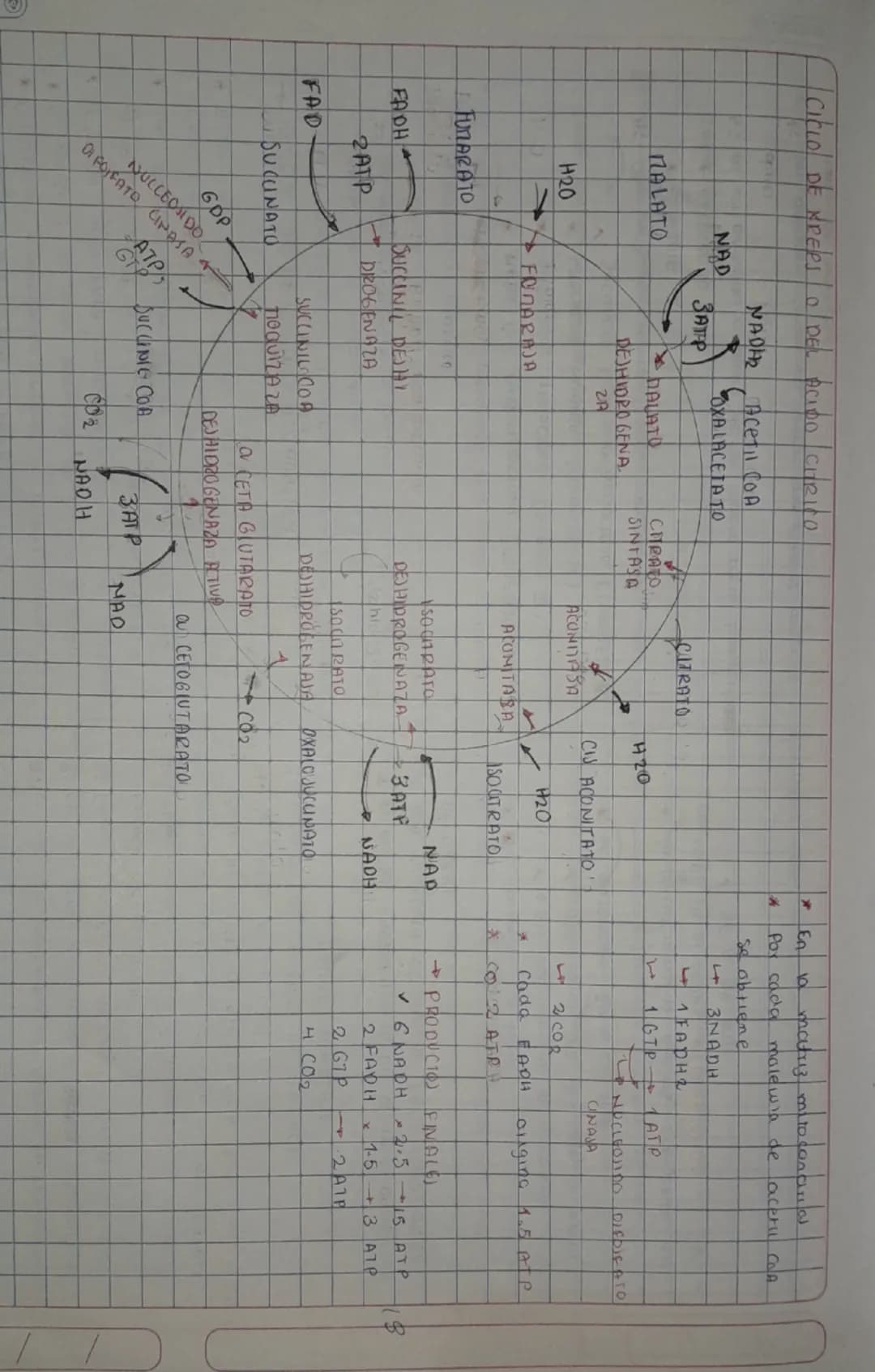 | CICLO DE KREPS 0/DEL ACIDO CHRICO
*
29
*
LEA
10
Por cada
98
matriz
mito
molewa de
acetil CoA
NADH
Acetil CoA
se obtiene..
NAD
OXA LACETATO