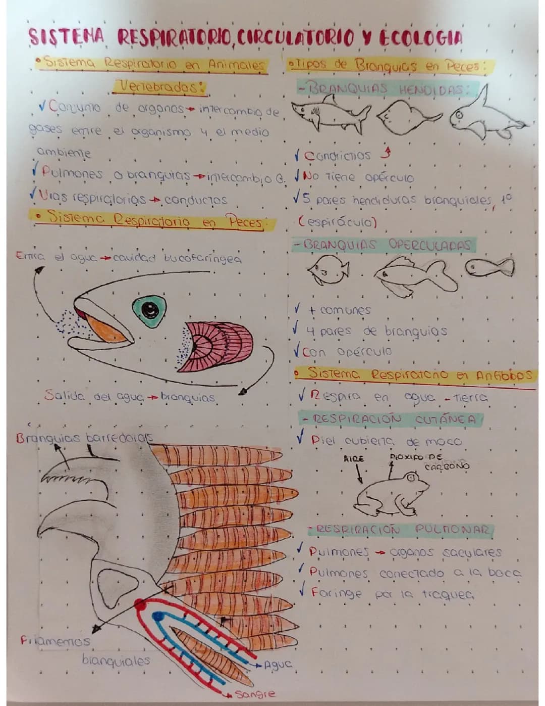 Sistema respiratorio en animales vertebrados 