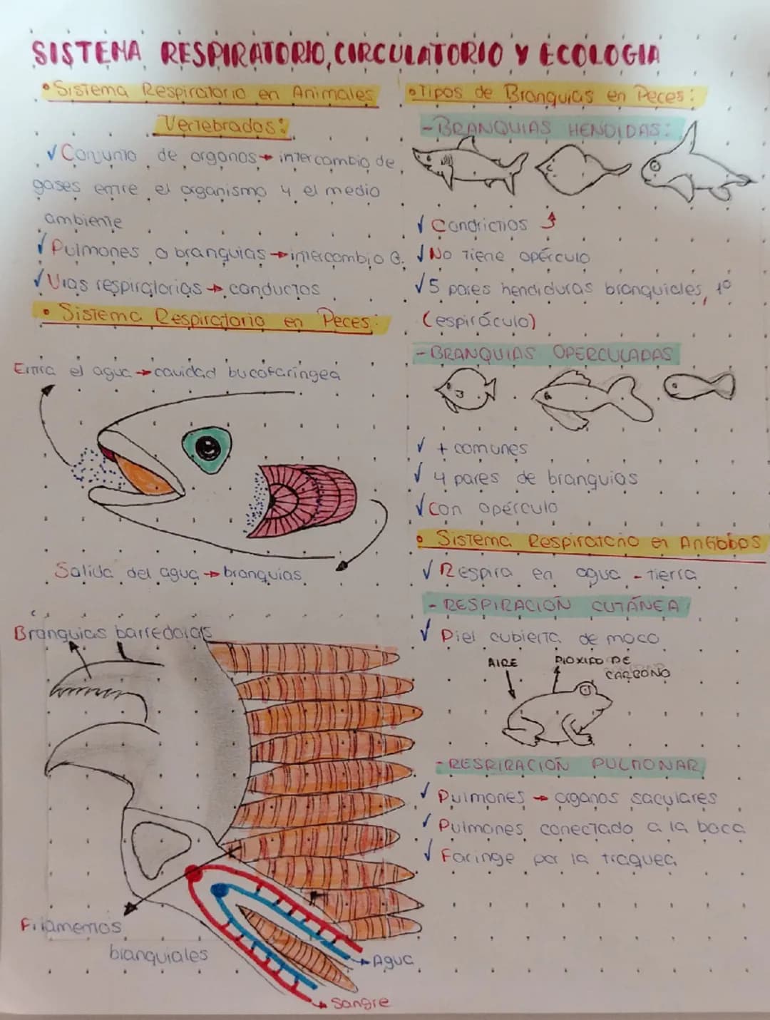 SISTEMA RESPIRATORIO, CIRCULATORIO Y ECOLOGIA
•Sistema Respiratorio en Animales •Tipos de Branquias en Peces:
-BRANQUIAS HENDIDAS:
Vertebrad