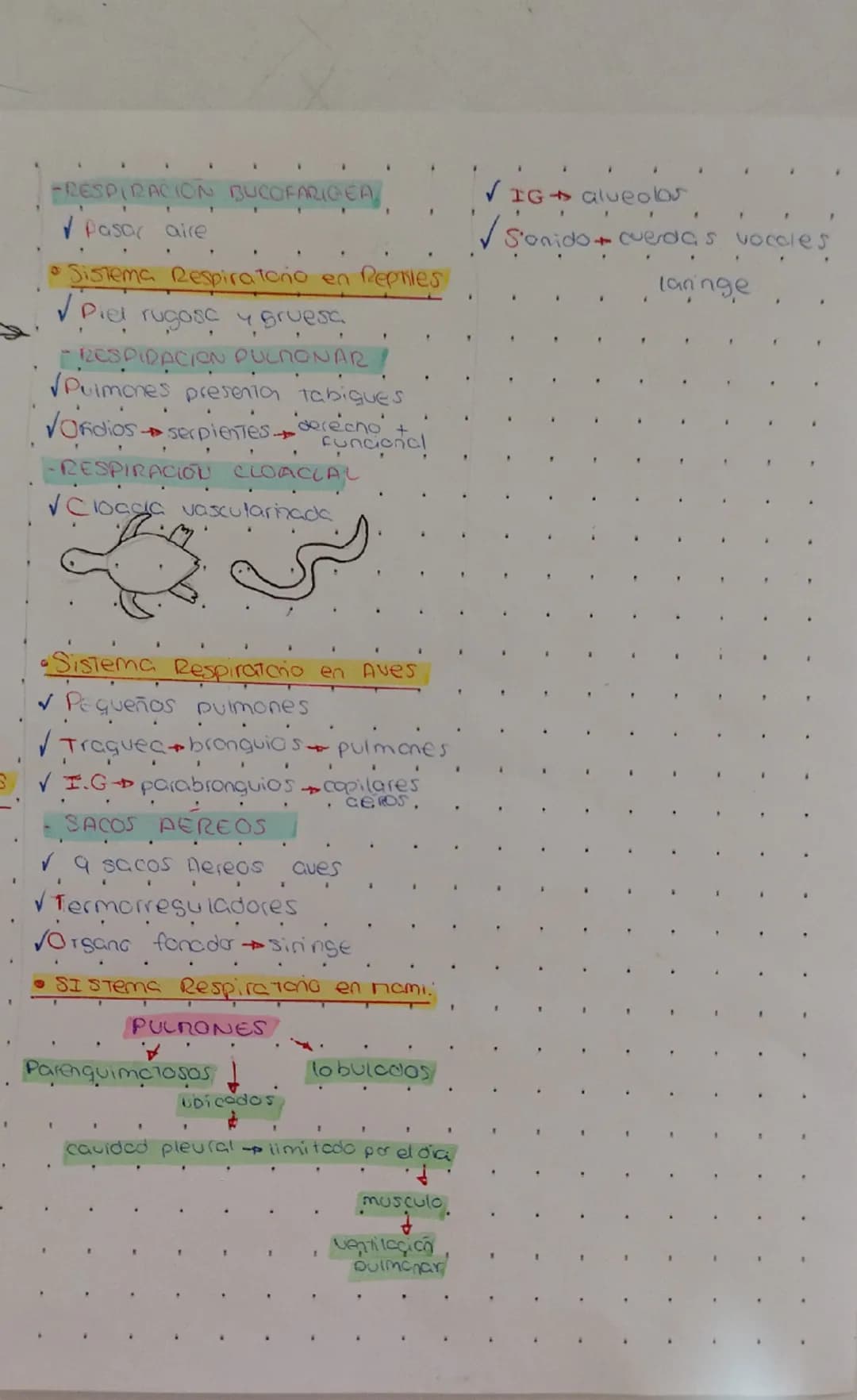 SISTEMA RESPIRATORIO, CIRCULATORIO Y ECOLOGIA
•Sistema Respiratorio en Animales •Tipos de Branquias en Peces:
-BRANQUIAS HENDIDAS:
Vertebrad