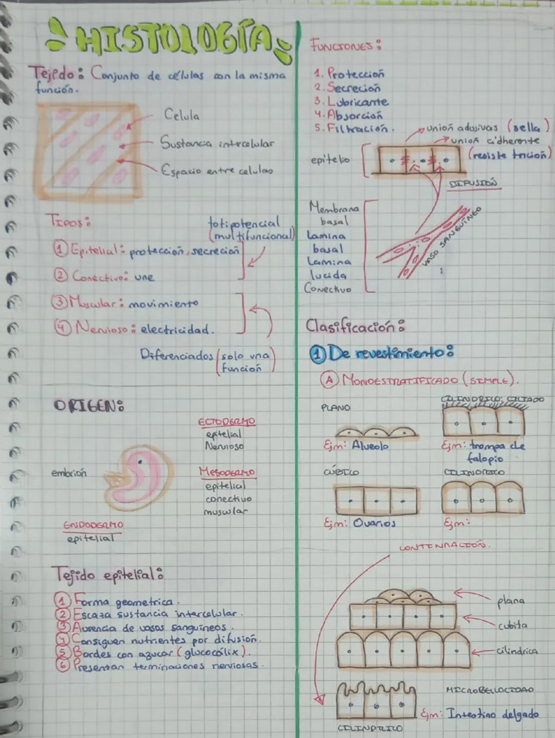 ## HISTOLOGÍAS

**FUNCIONES:**

1. Protección
2. Secreción
3. Lubricante
4. Absorción
5. Filtración

**Tejido:** Conjunto de células con la 