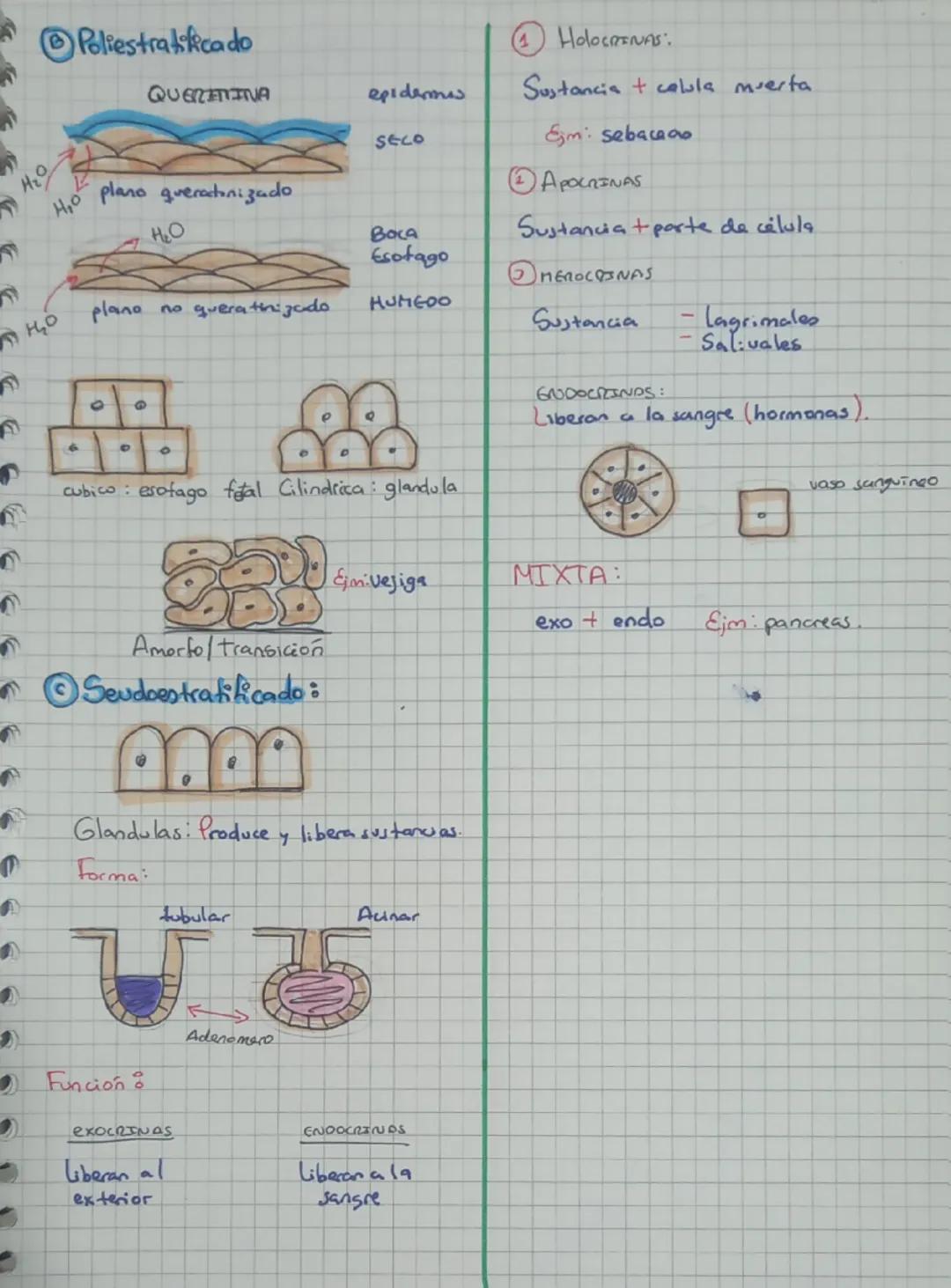 ## HISTOLOGÍAS

**FUNCIONES:**

1. Protección
2. Secreción
3. Lubricante
4. Absorción
5. Filtración

**Tejido:** Conjunto de células con la 