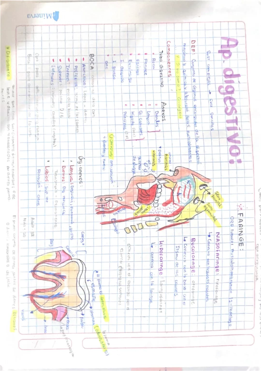889
coja deraonanca
Ap. digestivo:
SUST complejos
SUST Senalla s
DEF: Conjunto de órganos encargados de la digestion
mecánica y Química y ab