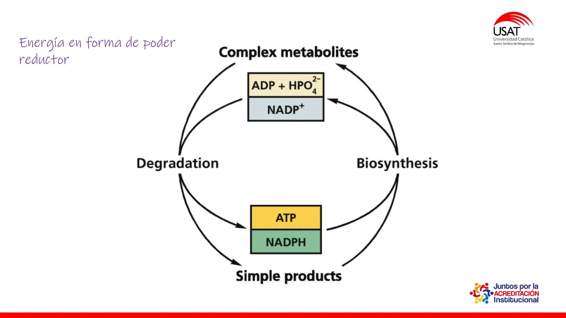 ## estroma
## Cta-Biologia
## BIOENERGÉTICA
## SOL
## espacio
## tilarnide
## CO2
## H₂O
## membrana
## tamela del
## estroma
## C6H12O6
## 