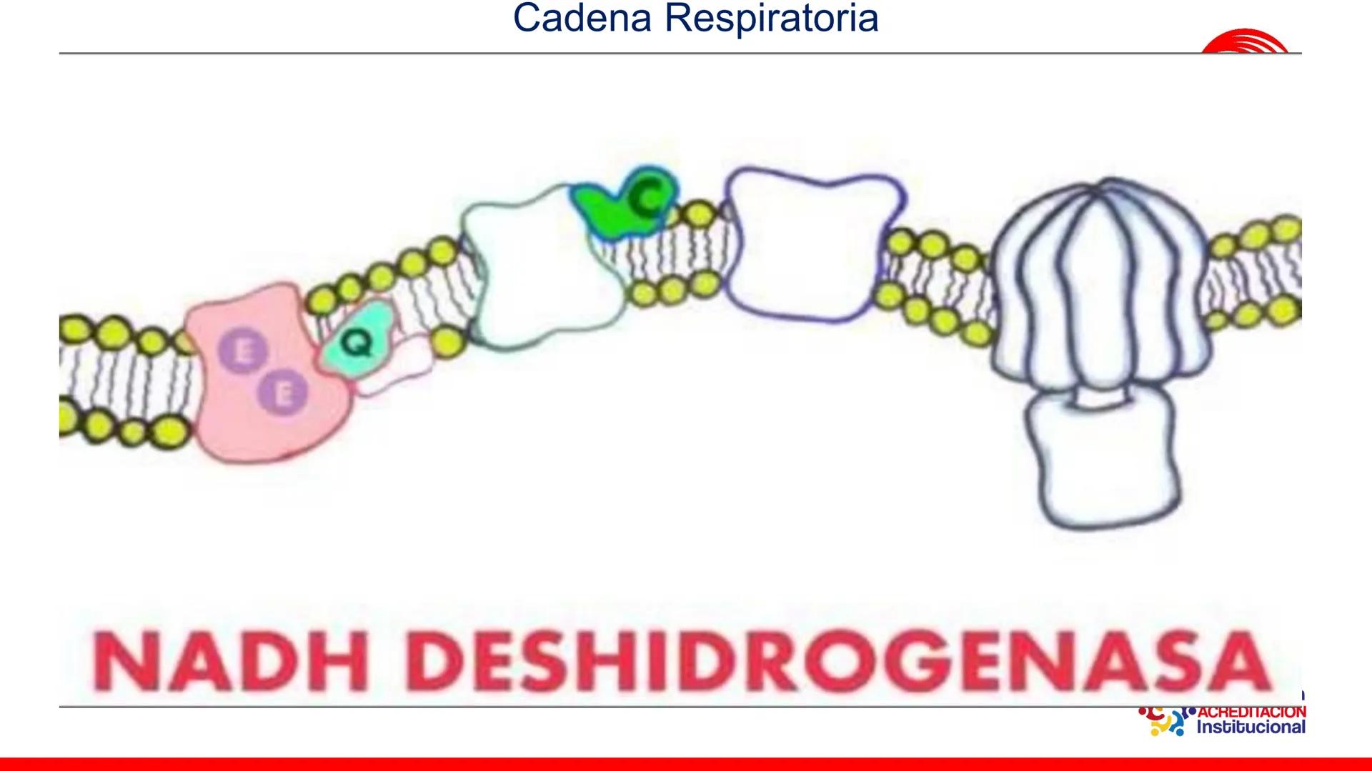 ## estroma
## Cta-Biologia
## BIOENERGÉTICA
## SOL
## espacio
## tilarnide
## CO2
## H₂O
## membrana
## tamela del
## estroma
## C6H12O6
## 