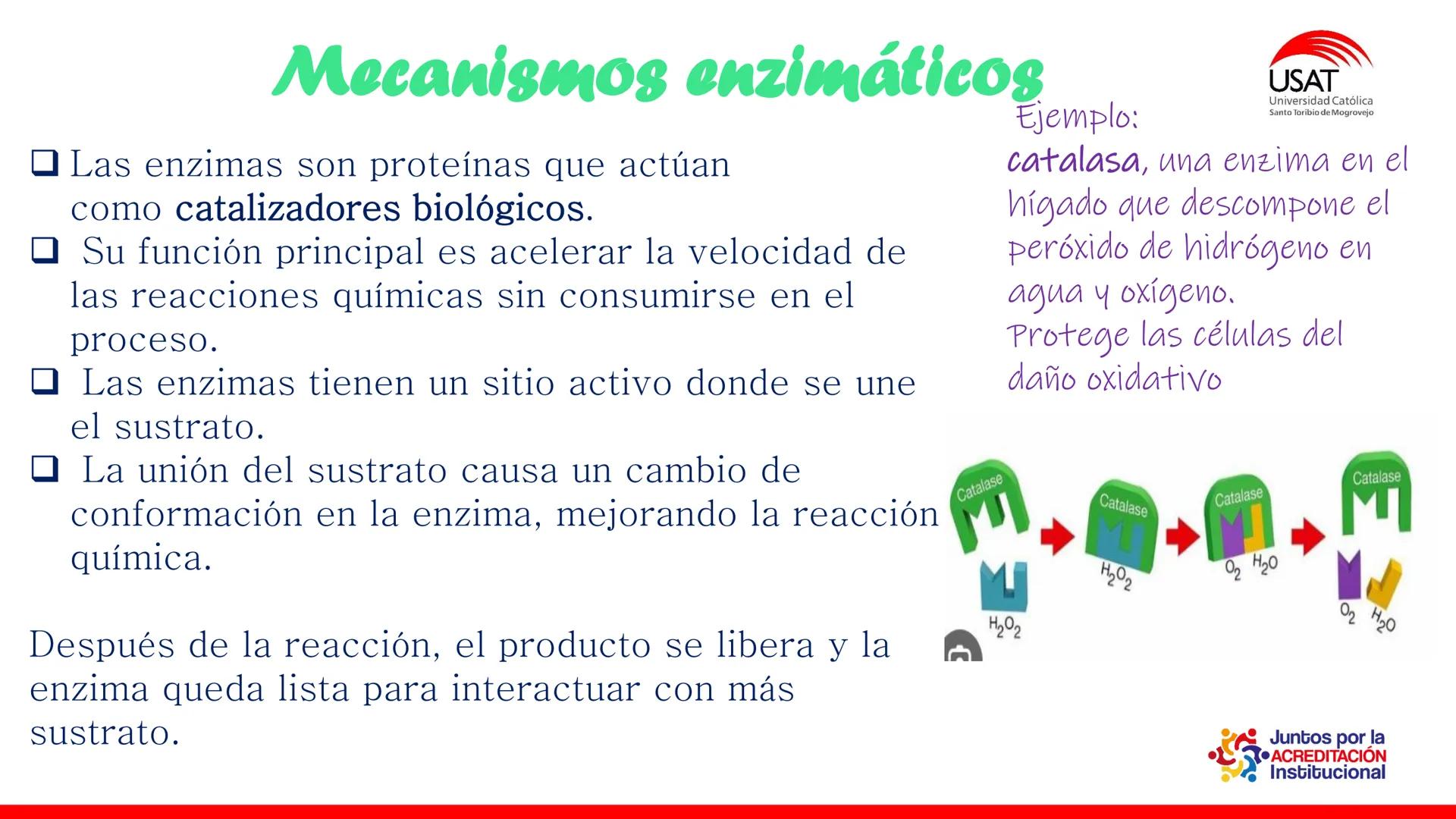 ## estroma
## Cta-Biologia
## BIOENERGÉTICA
## SOL
## espacio
## tilarnide
## CO2
## H₂O
## membrana
## tamela del
## estroma
## C6H12O6
## 