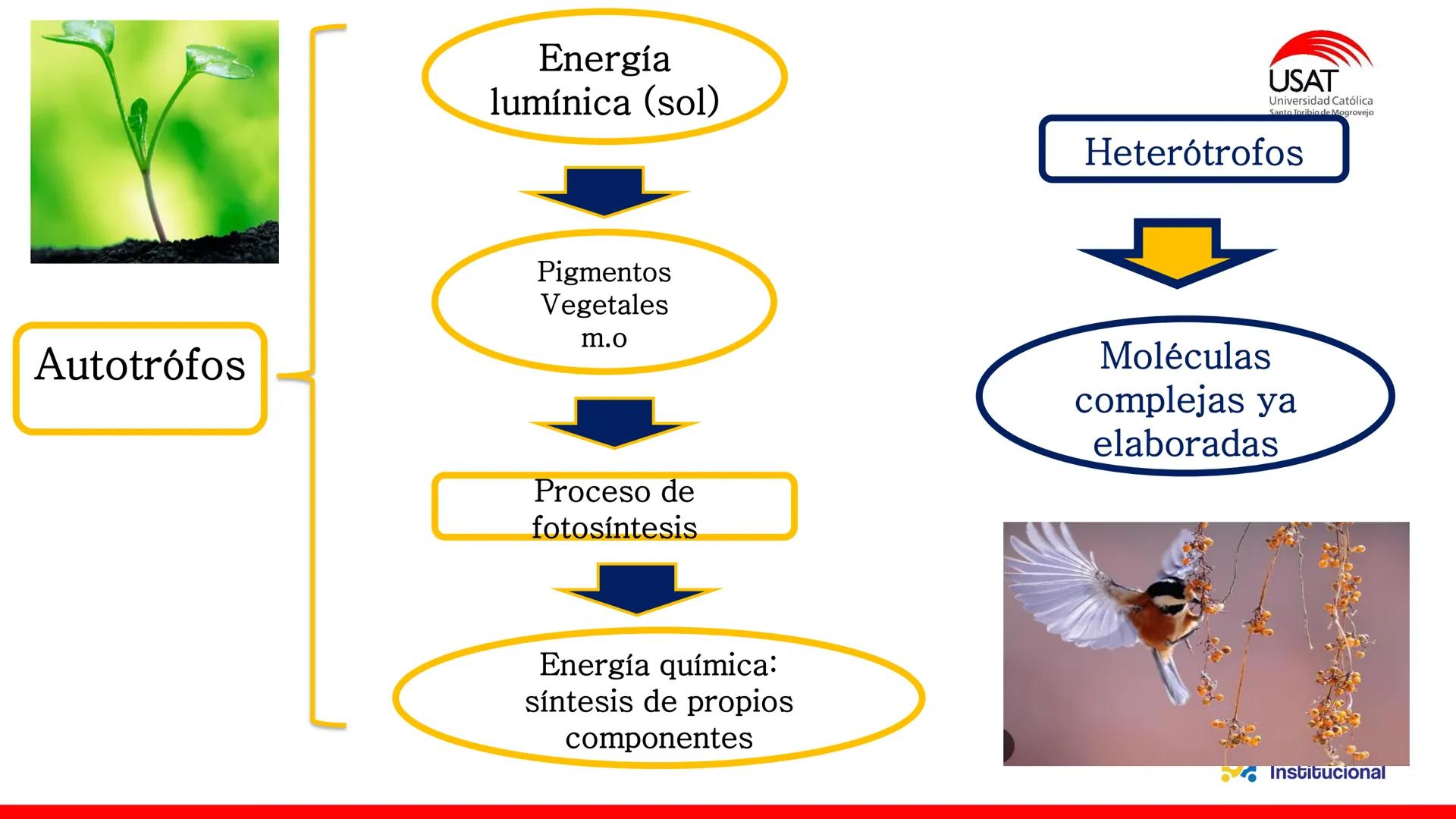 ## estroma
## Cta-Biologia
## BIOENERGÉTICA
## SOL
## espacio
## tilarnide
## CO2
## H₂O
## membrana
## tamela del
## estroma
## C6H12O6
## 