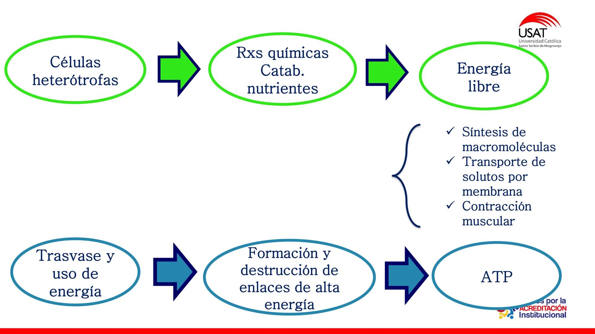 ## estroma
## Cta-Biologia
## BIOENERGÉTICA
## SOL
## espacio
## tilarnide
## CO2
## H₂O
## membrana
## tamela del
## estroma
## C6H12O6
## 