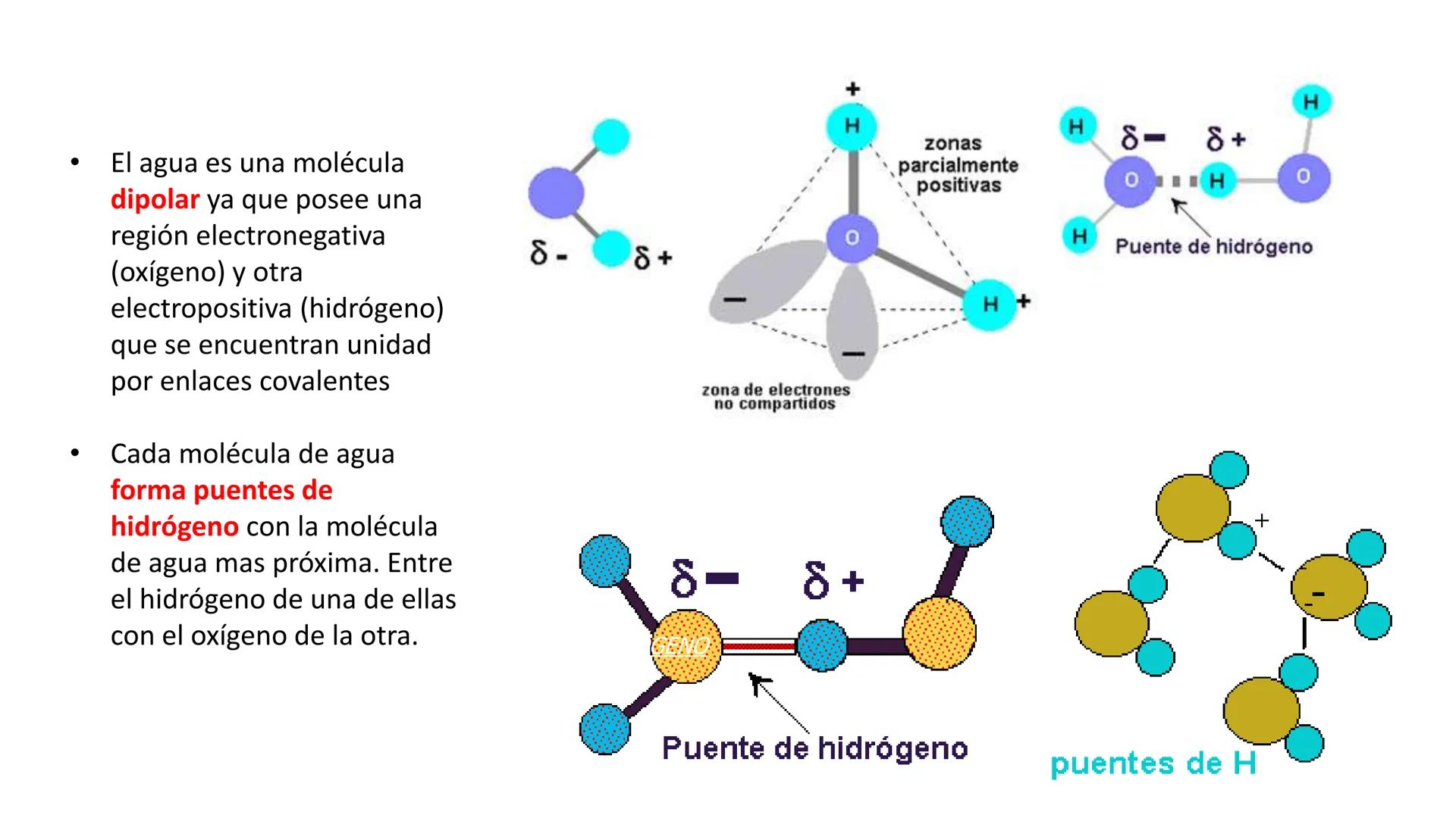 IVERSIDAD NACIONAL DE
PIURA
PERU


TEMA: EL AGUA/BUFFER

Luis A. Rueda Avalo
Profesor - Facultad de Ciencias de la salud
UNP
Iruedaa@unp-edu