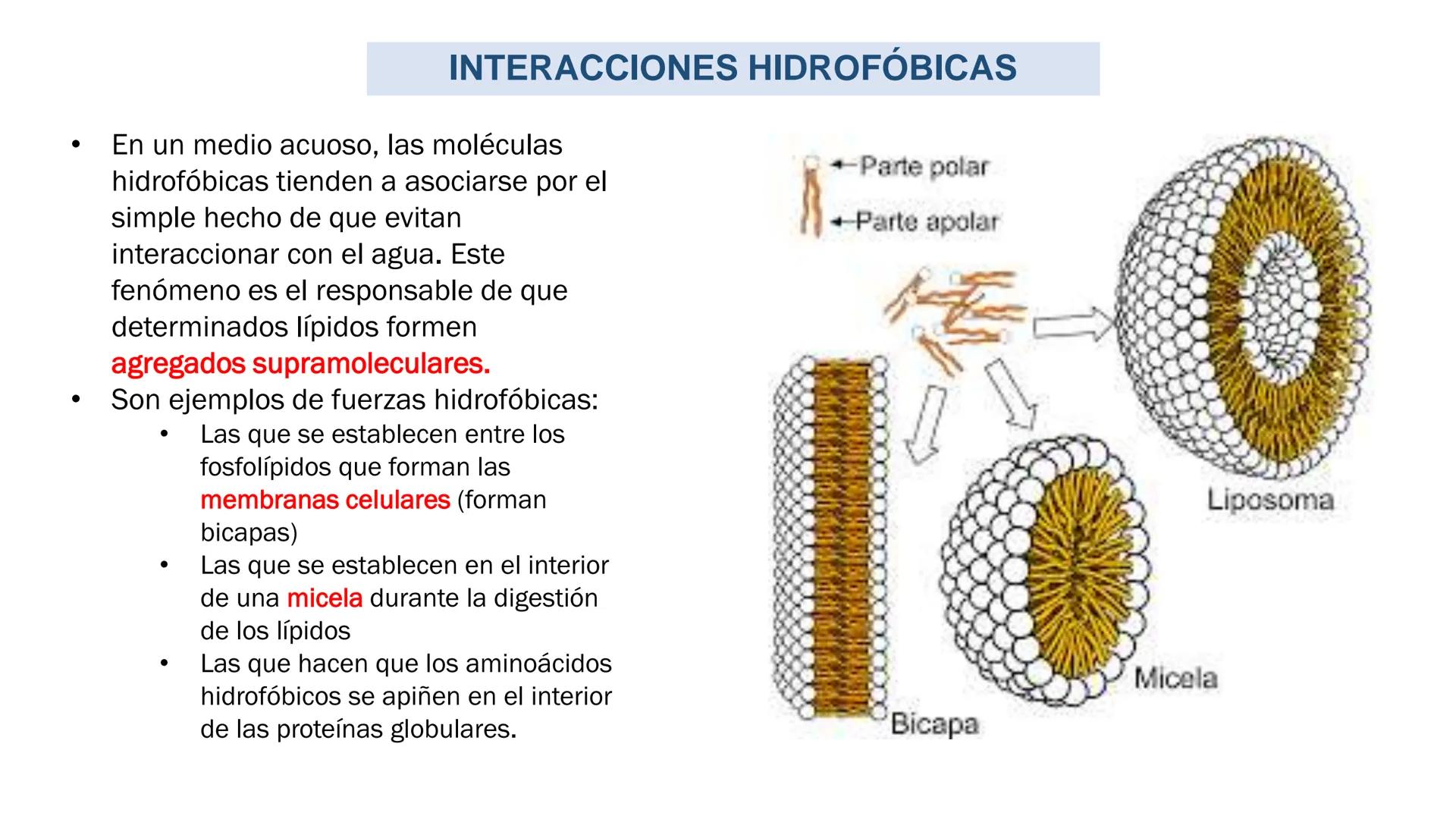 IVERSIDAD NACIONAL DE
PIURA
PERU


TEMA: EL AGUA/BUFFER

Luis A. Rueda Avalo
Profesor - Facultad de Ciencias de la salud
UNP
Iruedaa@unp-edu