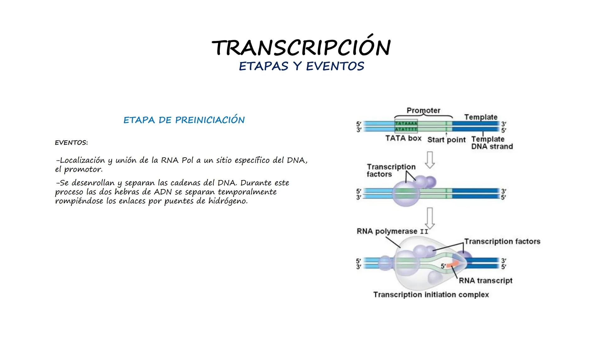 EAD
EDUCACIÓN ADVENTISTA A DISTANCIA
UNIVERSIDAD
PERUANA
UNIÓN

ESCUELA DE ENFERMERÍA

BIOLOGÍA
Y BIOQUÍMICA

UNIDAD 2: Genética molecular
S