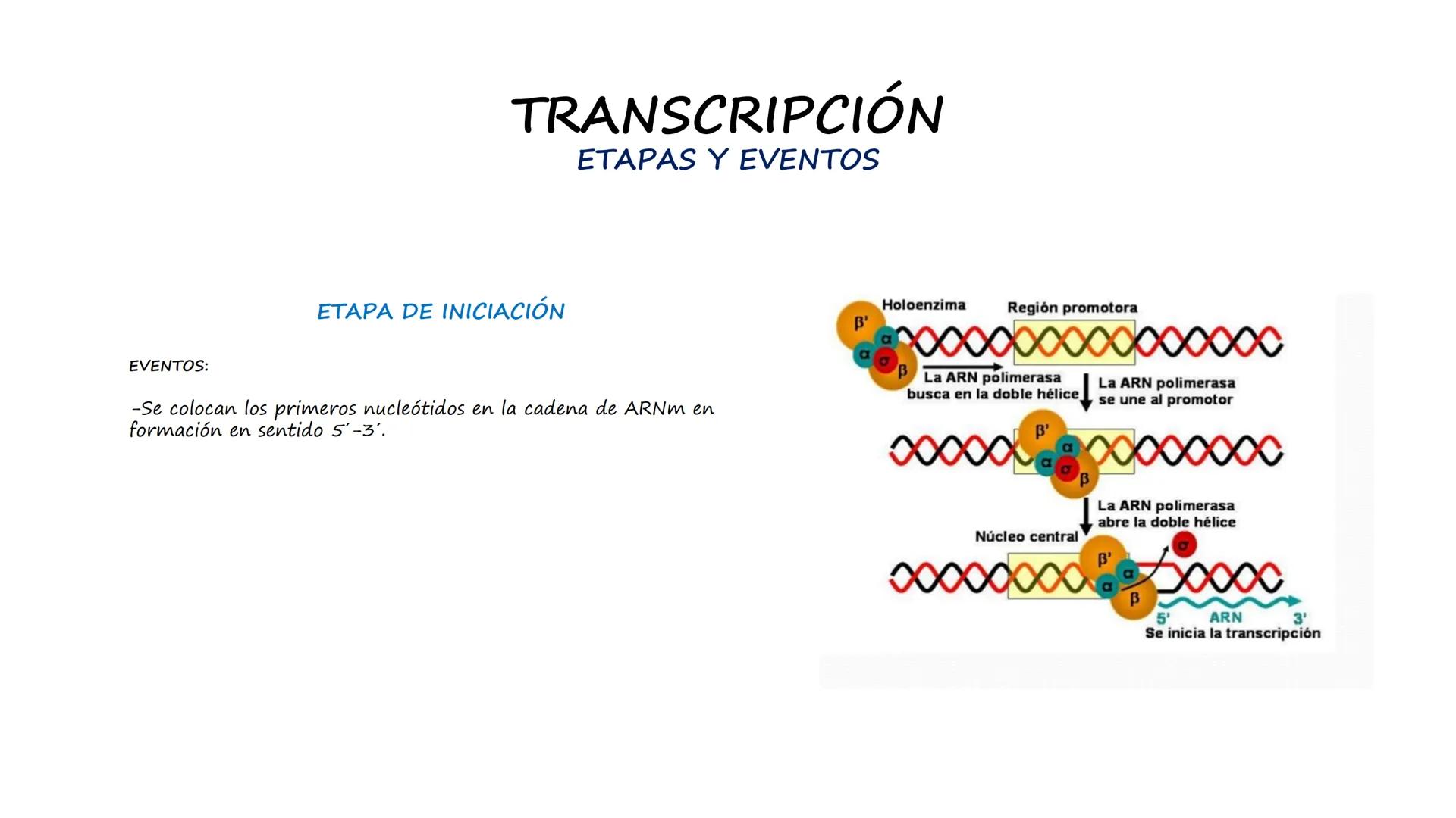 EAD
EDUCACIÓN ADVENTISTA A DISTANCIA
UNIVERSIDAD
PERUANA
UNIÓN

ESCUELA DE ENFERMERÍA

BIOLOGÍA
Y BIOQUÍMICA

UNIDAD 2: Genética molecular
S
