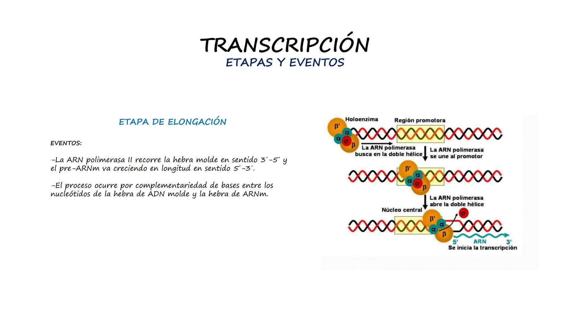 EAD
EDUCACIÓN ADVENTISTA A DISTANCIA
UNIVERSIDAD
PERUANA
UNIÓN

ESCUELA DE ENFERMERÍA

BIOLOGÍA
Y BIOQUÍMICA

UNIDAD 2: Genética molecular
S