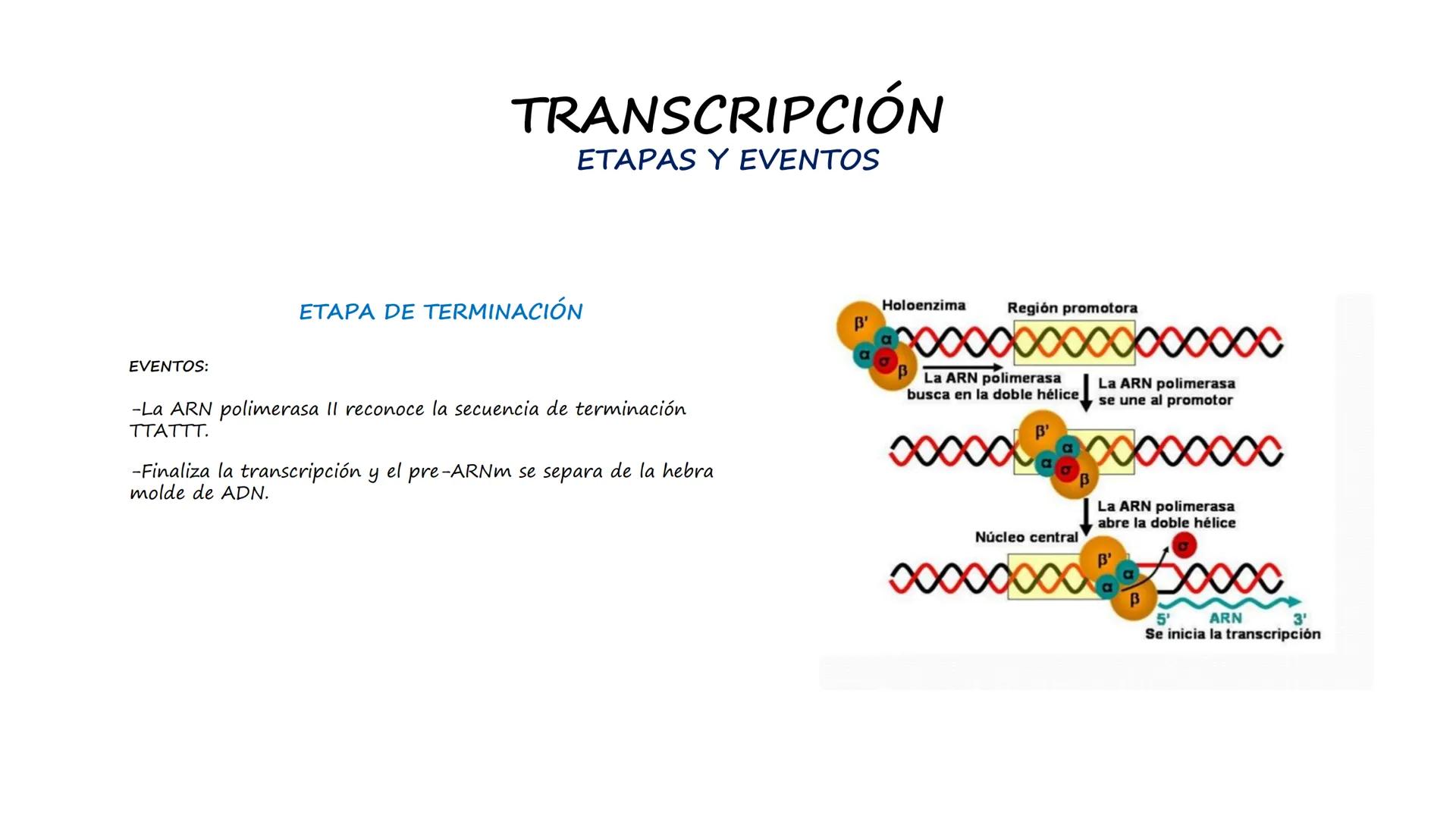 EAD
EDUCACIÓN ADVENTISTA A DISTANCIA
UNIVERSIDAD
PERUANA
UNIÓN

ESCUELA DE ENFERMERÍA

BIOLOGÍA
Y BIOQUÍMICA

UNIDAD 2: Genética molecular
S