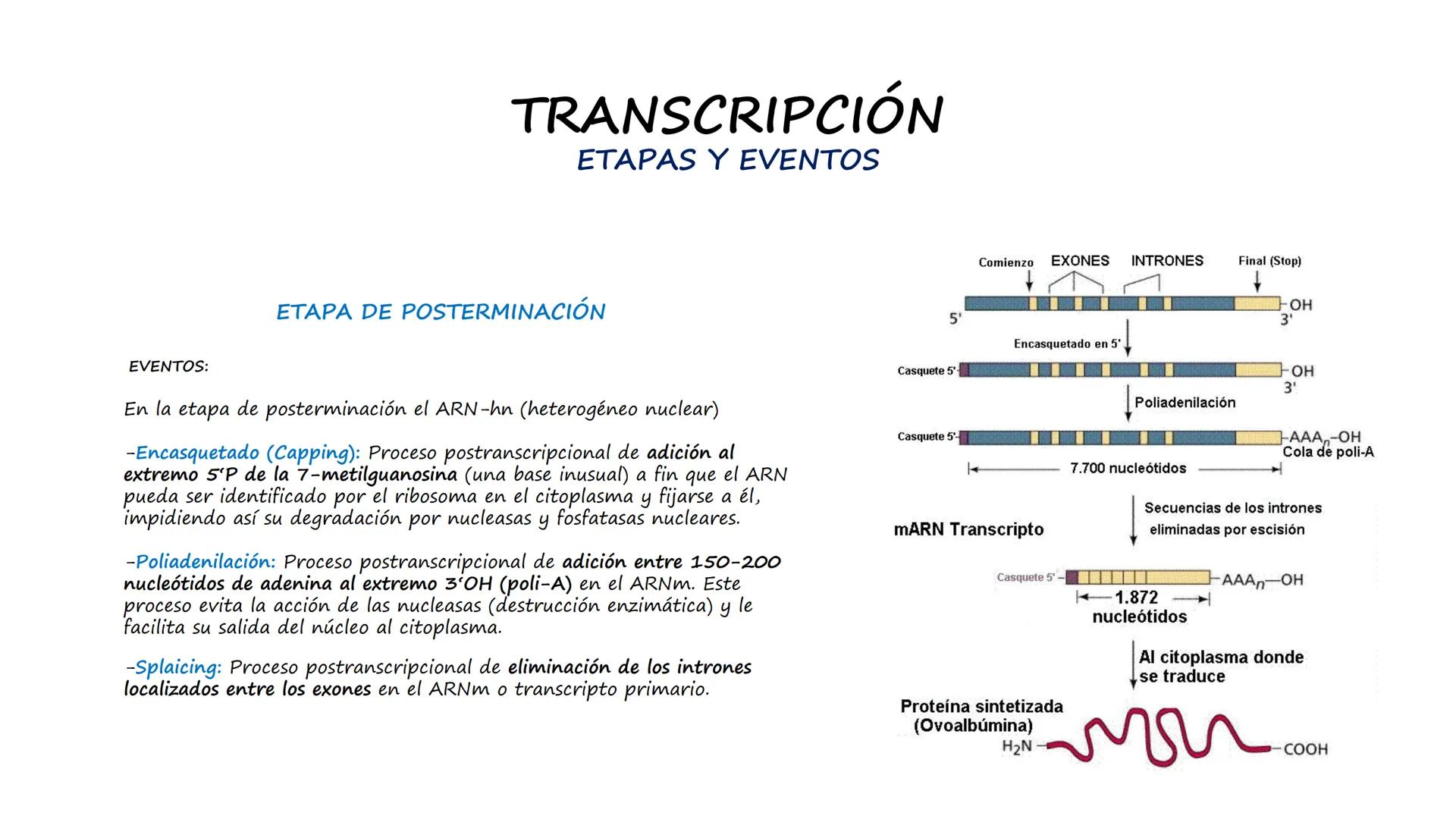 EAD
EDUCACIÓN ADVENTISTA A DISTANCIA
UNIVERSIDAD
PERUANA
UNIÓN

ESCUELA DE ENFERMERÍA

BIOLOGÍA
Y BIOQUÍMICA

UNIDAD 2: Genética molecular
S