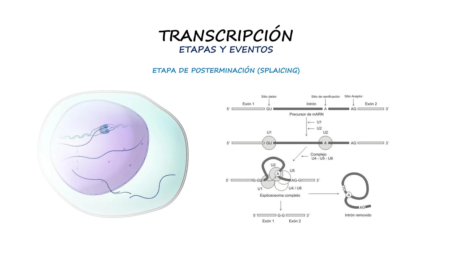 EAD
EDUCACIÓN ADVENTISTA A DISTANCIA
UNIVERSIDAD
PERUANA
UNIÓN

ESCUELA DE ENFERMERÍA

BIOLOGÍA
Y BIOQUÍMICA

UNIDAD 2: Genética molecular
S