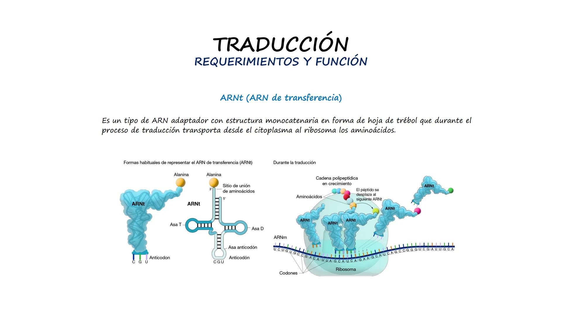 EAD
EDUCACIÓN ADVENTISTA A DISTANCIA
UNIVERSIDAD
PERUANA
UNIÓN

ESCUELA DE ENFERMERÍA

BIOLOGÍA
Y BIOQUÍMICA

UNIDAD 2: Genética molecular
S