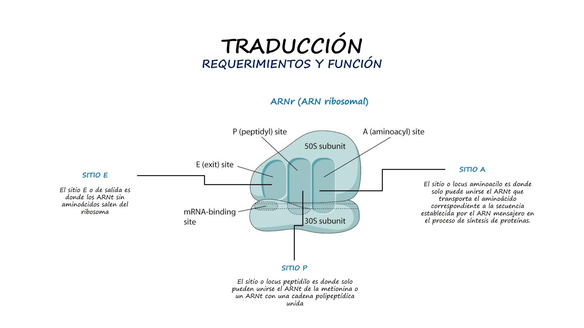 EAD
EDUCACIÓN ADVENTISTA A DISTANCIA
UNIVERSIDAD
PERUANA
UNIÓN

ESCUELA DE ENFERMERÍA

BIOLOGÍA
Y BIOQUÍMICA

UNIDAD 2: Genética molecular
S