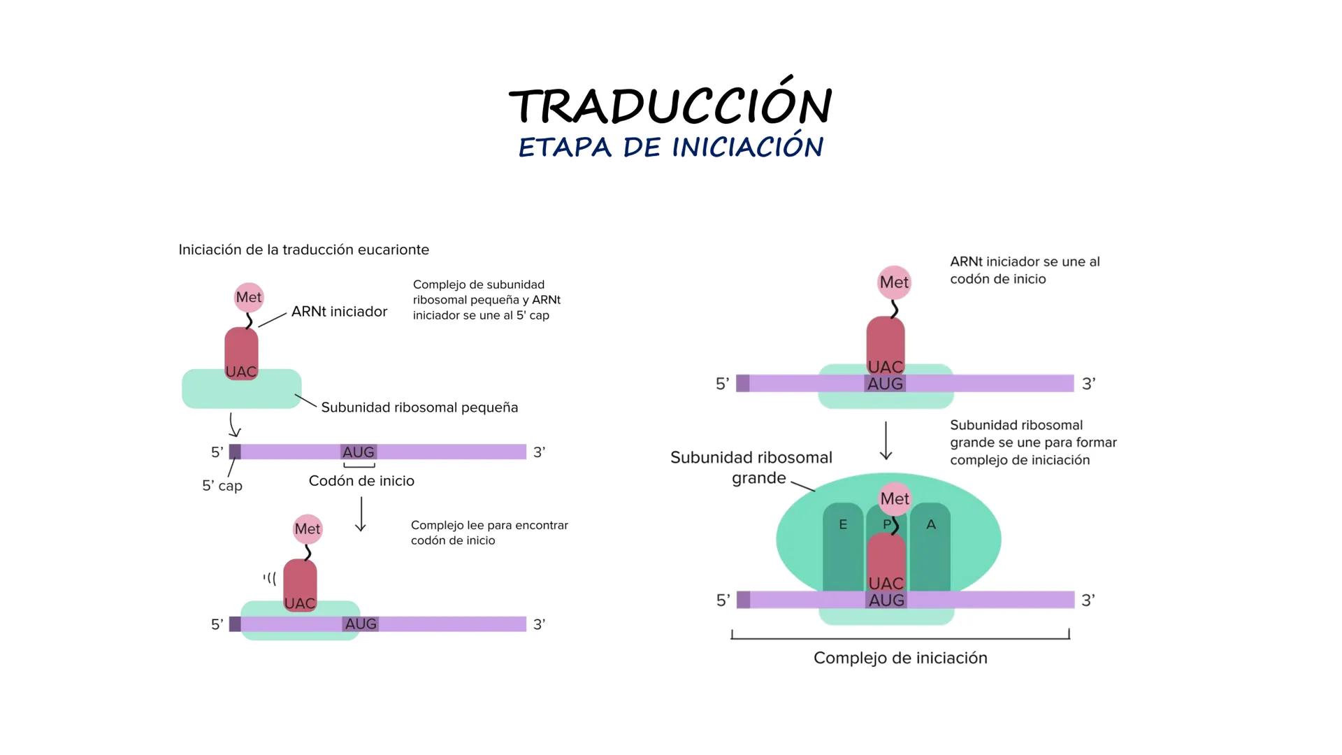 EAD
EDUCACIÓN ADVENTISTA A DISTANCIA
UNIVERSIDAD
PERUANA
UNIÓN

ESCUELA DE ENFERMERÍA

BIOLOGÍA
Y BIOQUÍMICA

UNIDAD 2: Genética molecular
S
