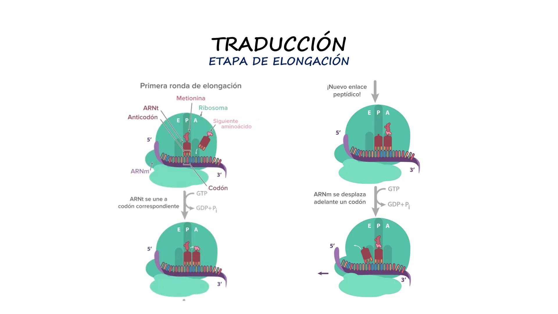 EAD
EDUCACIÓN ADVENTISTA A DISTANCIA
UNIVERSIDAD
PERUANA
UNIÓN

ESCUELA DE ENFERMERÍA

BIOLOGÍA
Y BIOQUÍMICA

UNIDAD 2: Genética molecular
S
