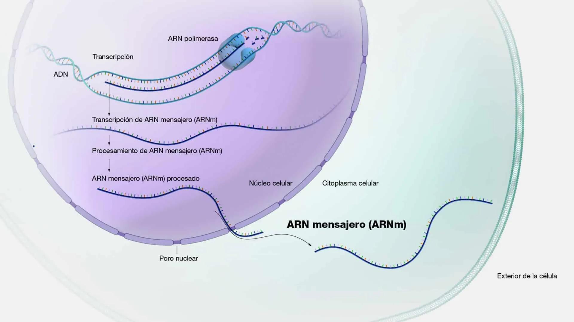 EAD
EDUCACIÓN ADVENTISTA A DISTANCIA
UNIVERSIDAD
PERUANA
UNIÓN

ESCUELA DE ENFERMERÍA

BIOLOGÍA
Y BIOQUÍMICA

UNIDAD 2: Genética molecular
S