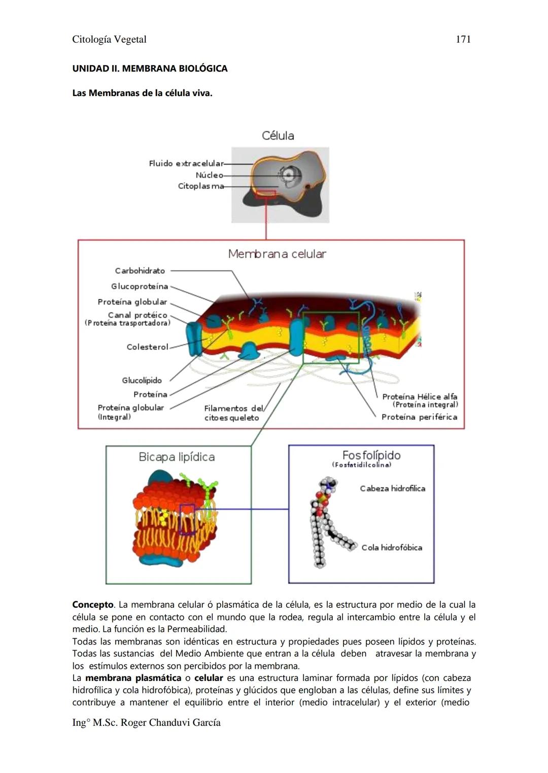 Estructura y Función de las Membranas en la Citología Vegetal