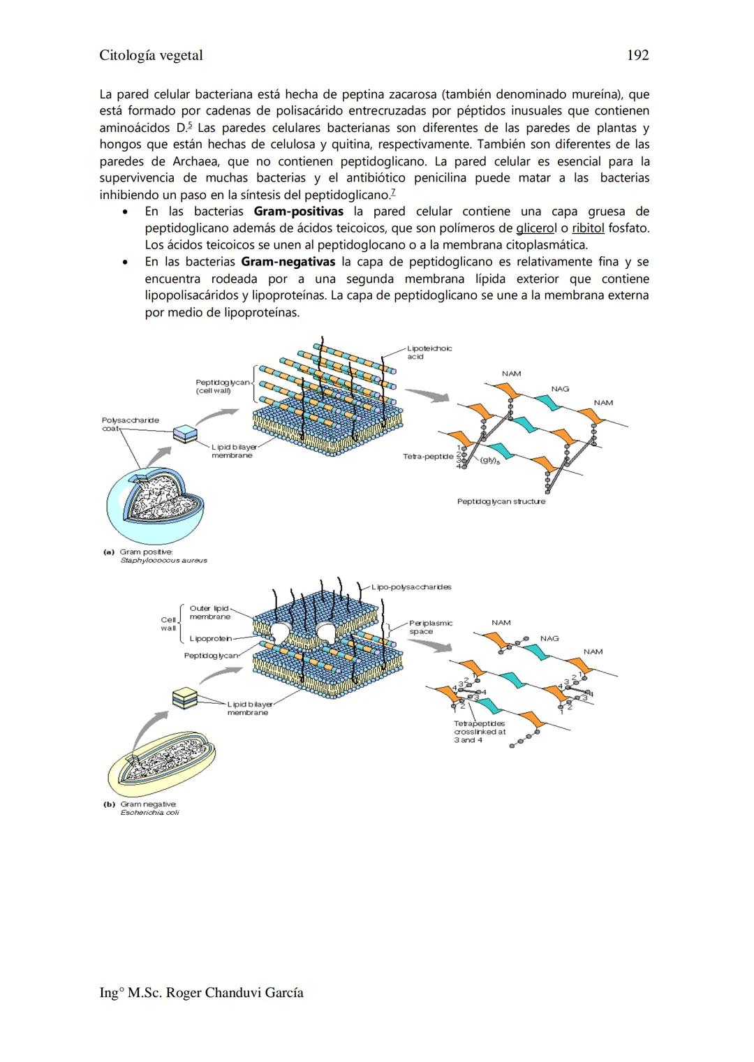 Citología Vegetal
UNIDAD II. MEMBRANA BIOLÓGICA
Las Membranas de la célula viva.
Fluido extracelular
Núcleo
Citoplasma-
Célula
Carbohidrato
