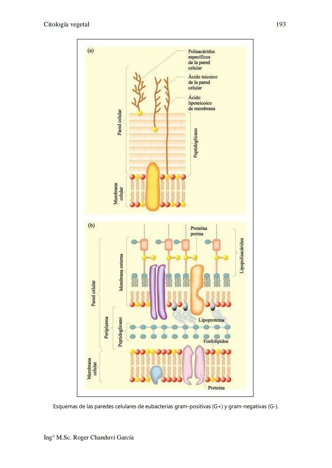 Citología Vegetal
UNIDAD II. MEMBRANA BIOLÓGICA
Las Membranas de la célula viva.
Fluido extracelular
Núcleo
Citoplasma-
Célula
Carbohidrato
