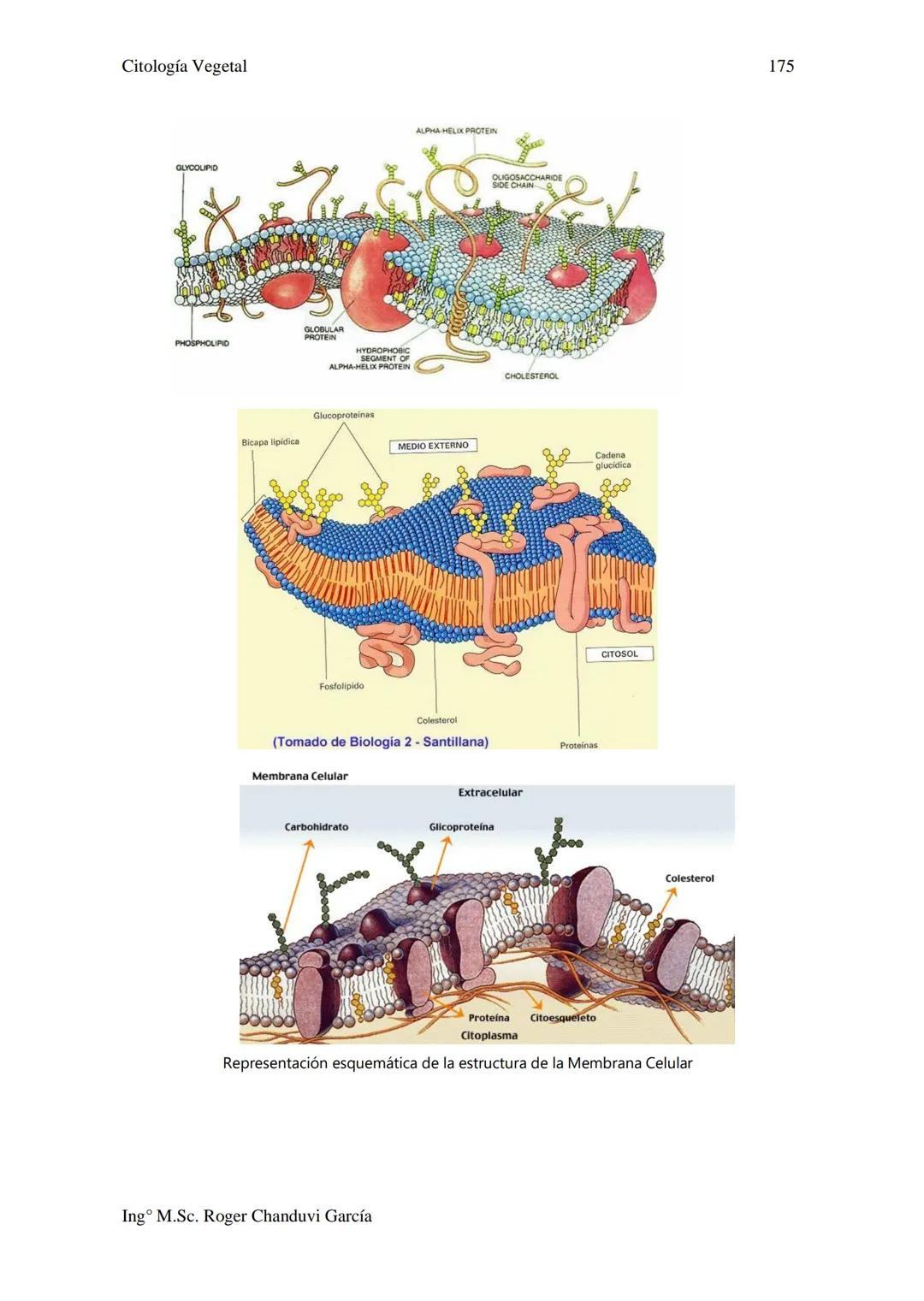 Citología Vegetal
UNIDAD II. MEMBRANA BIOLÓGICA
Las Membranas de la célula viva.
Fluido extracelular
Núcleo
Citoplasma-
Célula
Carbohidrato
