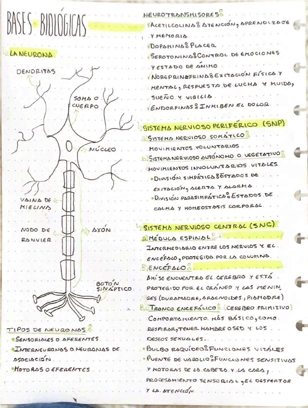 PSICOLOGÍA COMO CIENCIA
↳ OBJETIVOS
دا
GRAMAS
DESCRIBIR OBSERVAR Y RECOPILAR DATOS
•EXPLICAR ESTABLECER CAUSAS CON HIPÓTESIS
•PREDECIR SILA 