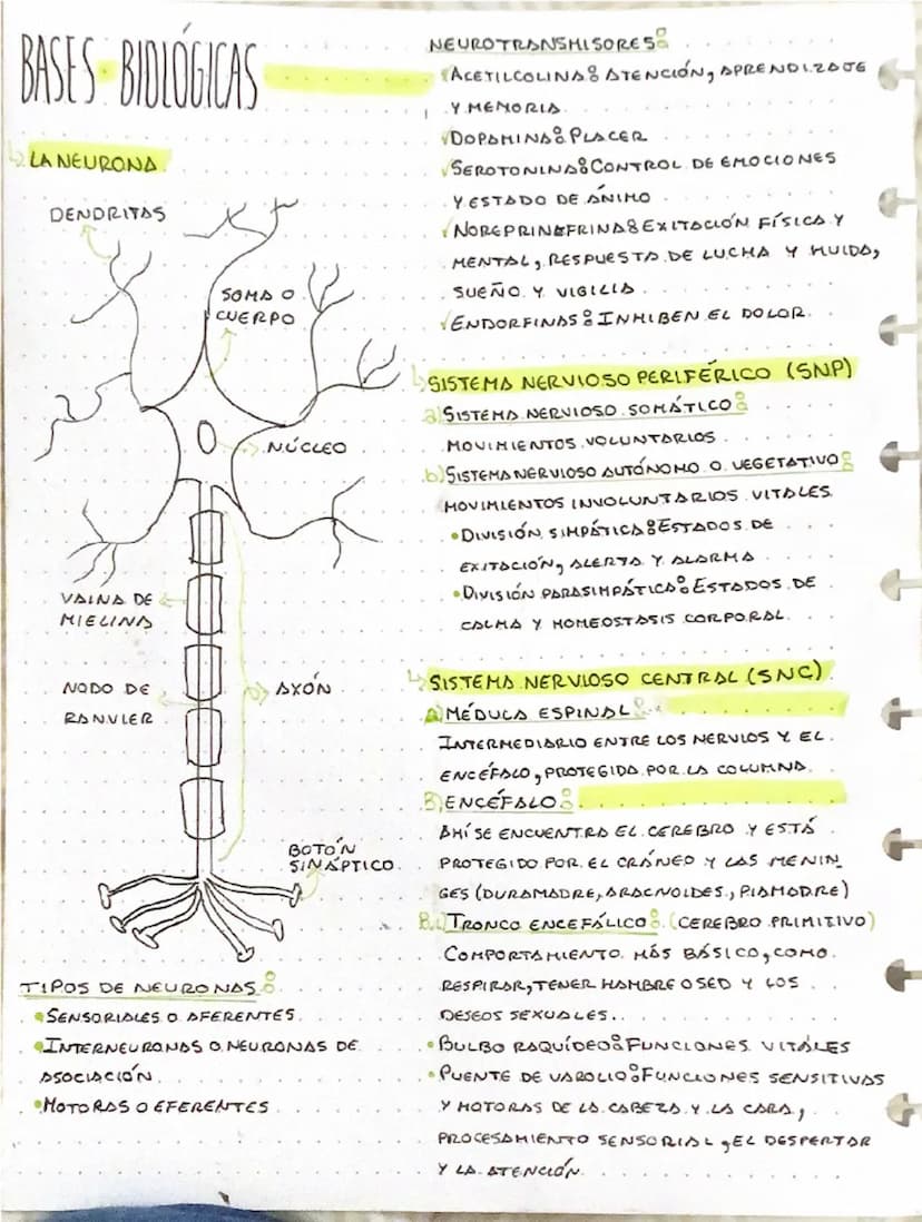PSICOLOGÍA COMO CIENCIA
↳ OBJETIVOS
دا
GRAMAS
DESCRIBIR OBSERVAR Y RECOPILAR DATOS
•EXPLICAR ESTABLECER CAUSAS CON HIPÓTESIS
•PREDECIR SILA 