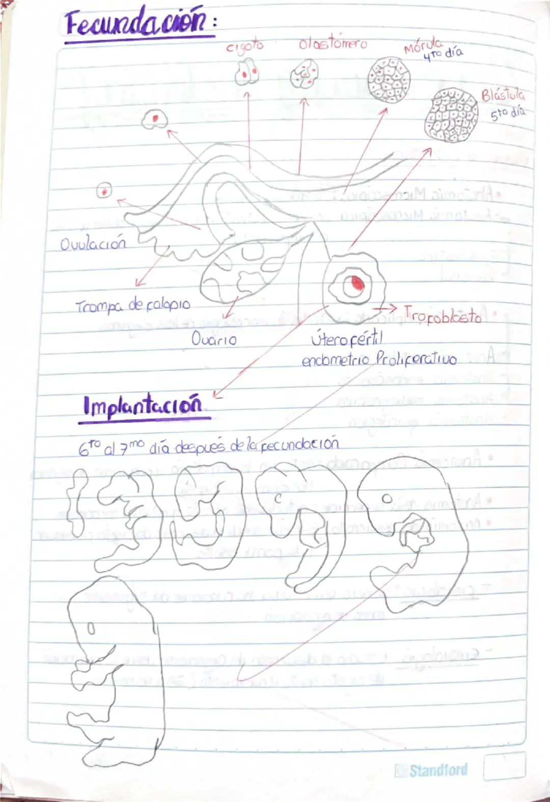 ## Genealogía Anatómica

División de la Anatomía:

* Anatomía Microscópica: Tejidos y células
* Anatomía Microscópica: órganos y estructuras