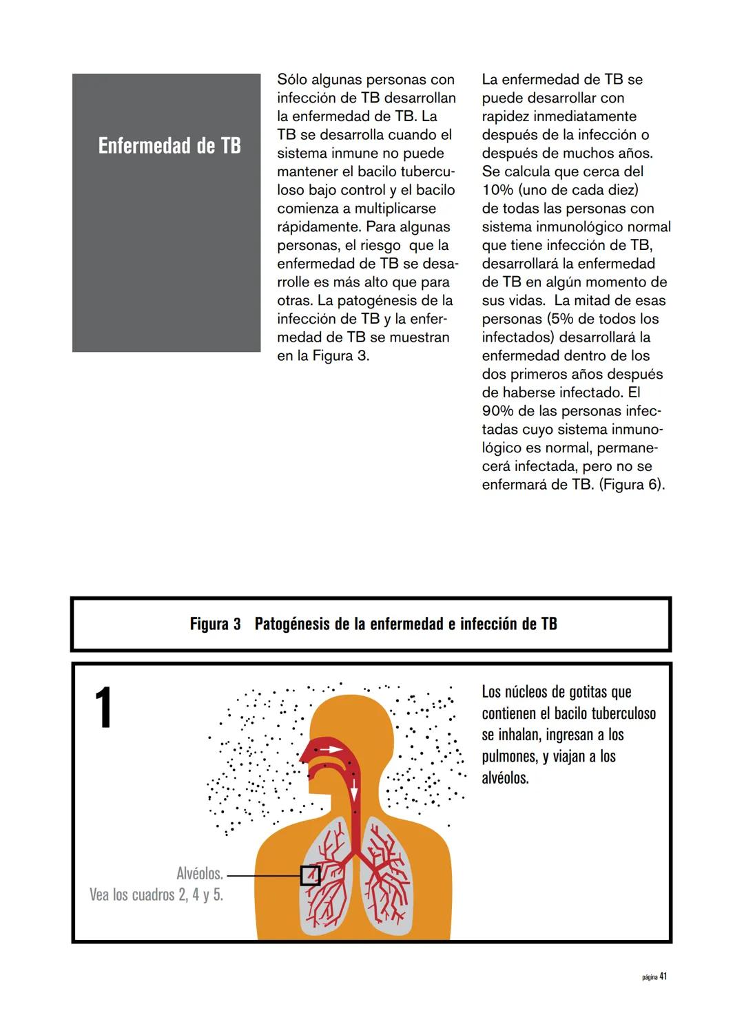 Generalidades sobre la tuberculosis
La tuberculosis (TB) es una enfermedad causada por un or-
ganismo denominado Mycobacterium tuberculosis 