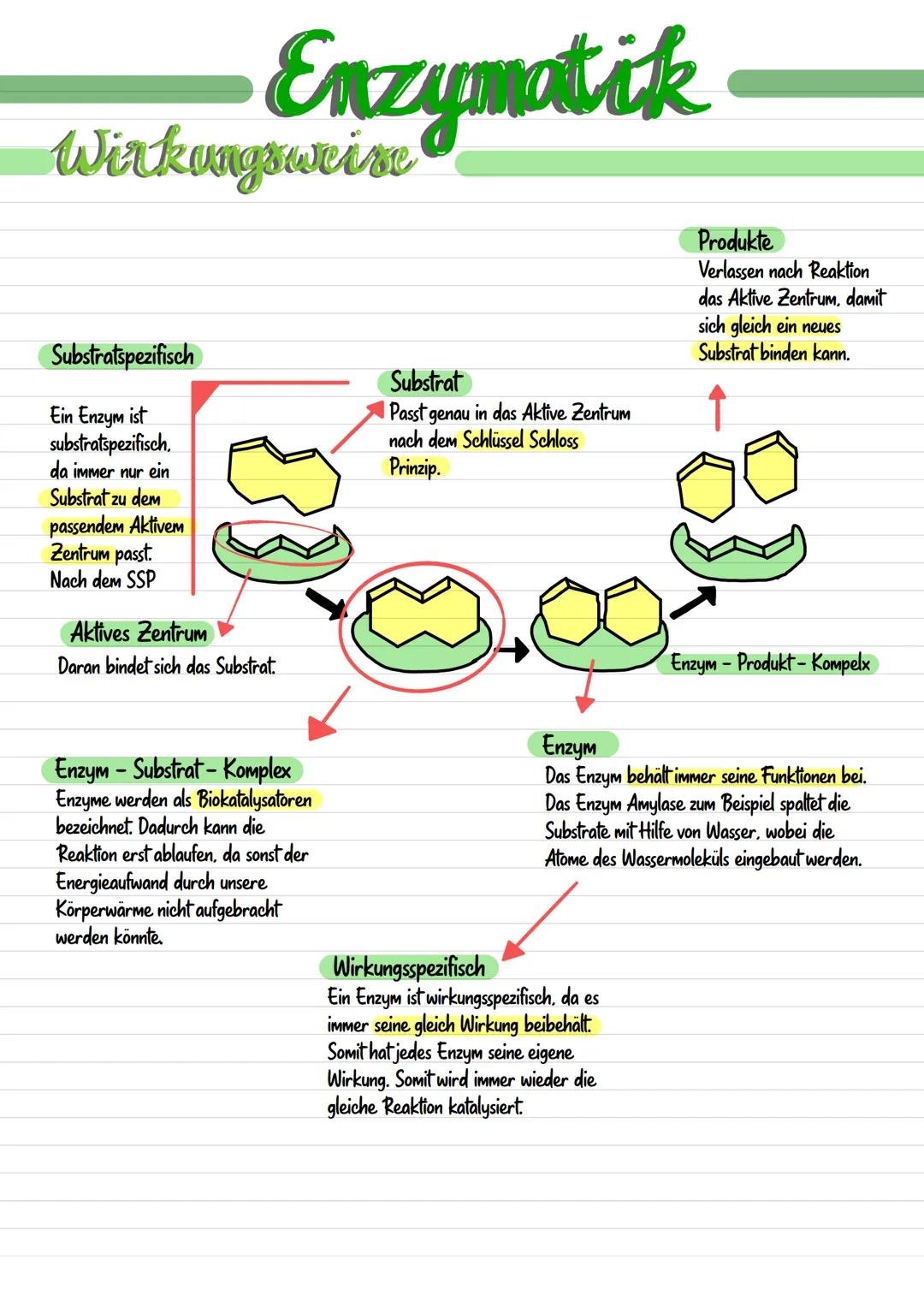 # Enzymatik

# Wirkungsweise

Substratspezifisch

Ein Enzym ist
substratspezifisch,
da immer nur ein
Substrat zu dem
passendem Aktivem
Zentr