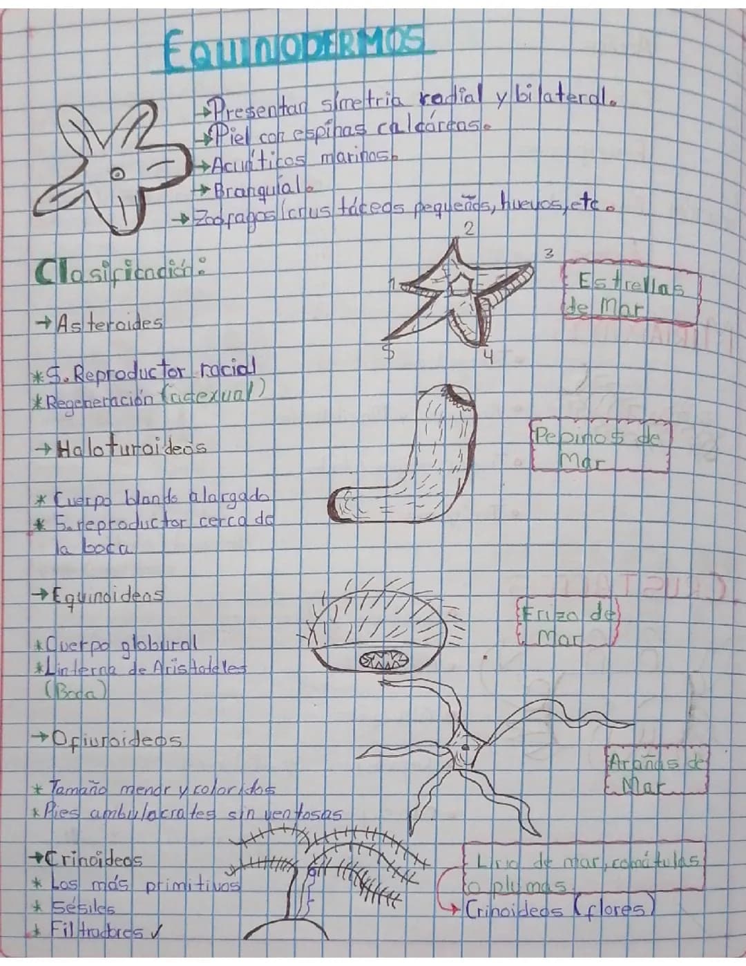 EQUINODERMOS