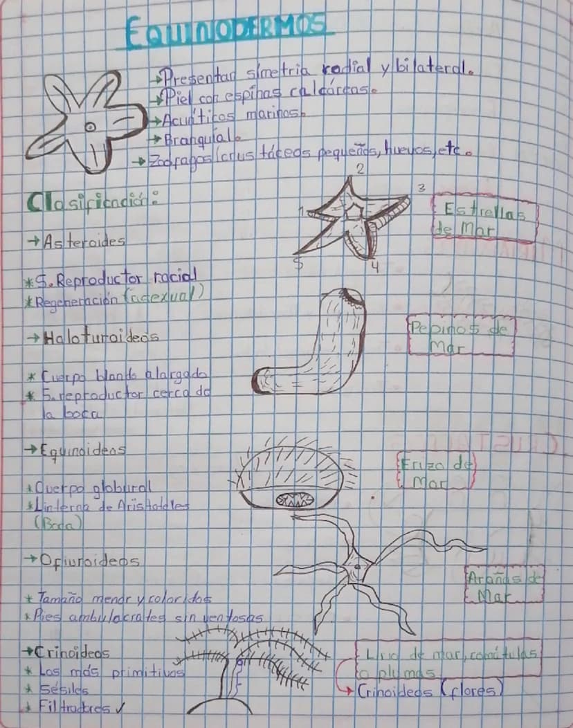 EQUINODERMOS
+Presentar simetria rodial y bilateral.
Piel con espinas calcárcase
Acuáticos marinos
(crustáceos pequeños, huevos, etc.
Brangu
