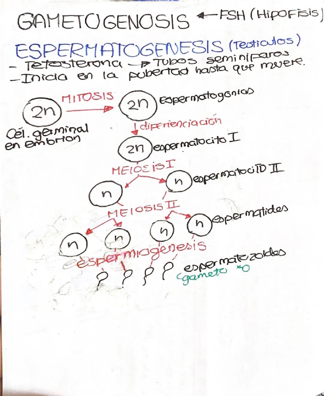 # GAMETOGENOSIS FSH (Hipofisis)

ESPERMATOGENESIS (Testiculos)

- Tetosterona Tubos seminiparos

-Inicia en la pubertad hasta que muere.

MI