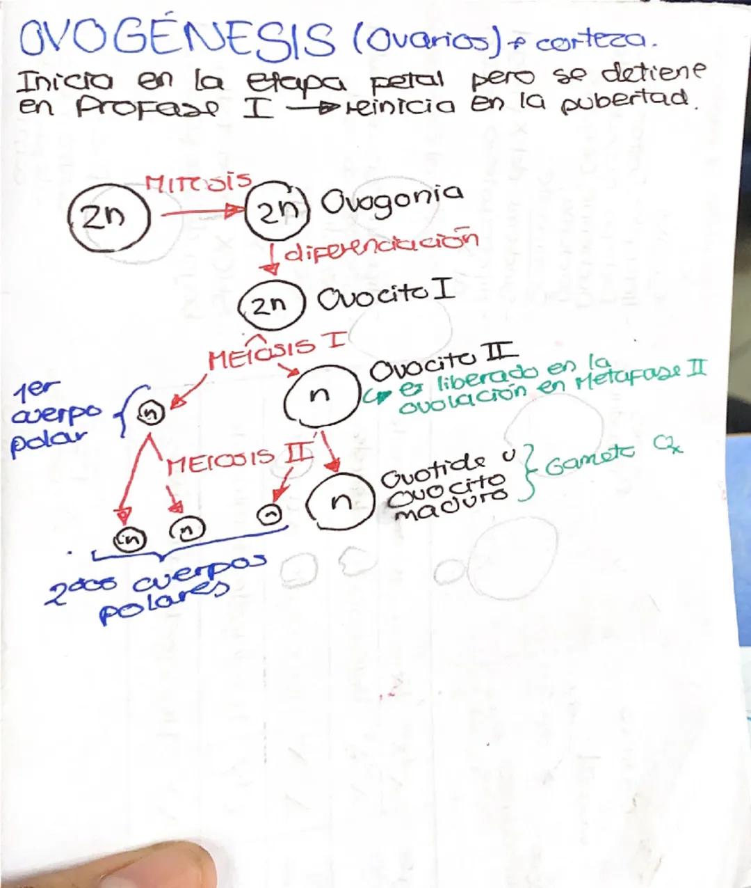 # GAMETOGENOSIS FSH (Hipofisis)

ESPERMATOGENESIS (Testiculos)

- Tetosterona Tubos seminiparos

-Inicia en la pubertad hasta que muere.

MI