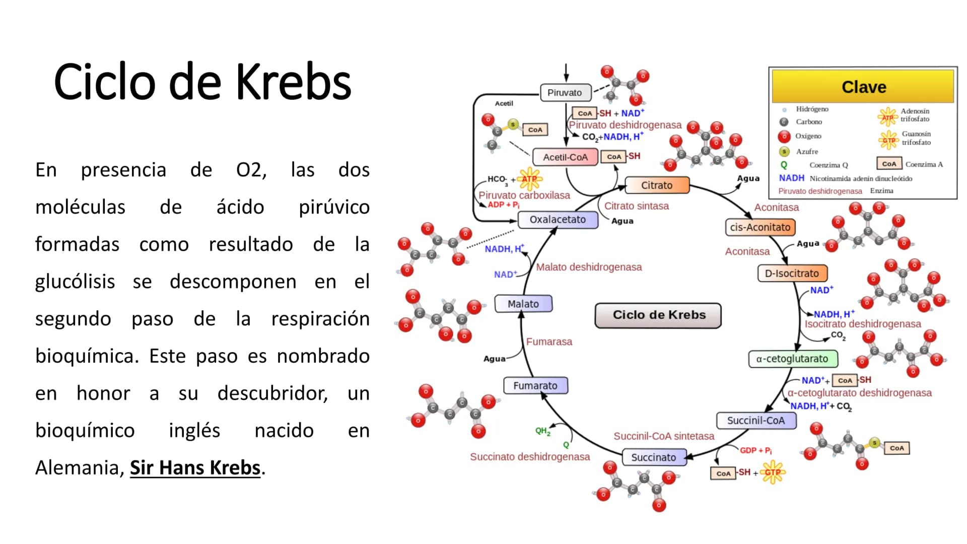 # METABOLISMO

Lic. Javier Céspedes Mata, M.E. Metabolismo
Metabolismo basal
www.botanical-online.com
Concepto: Describe el total
de cambios