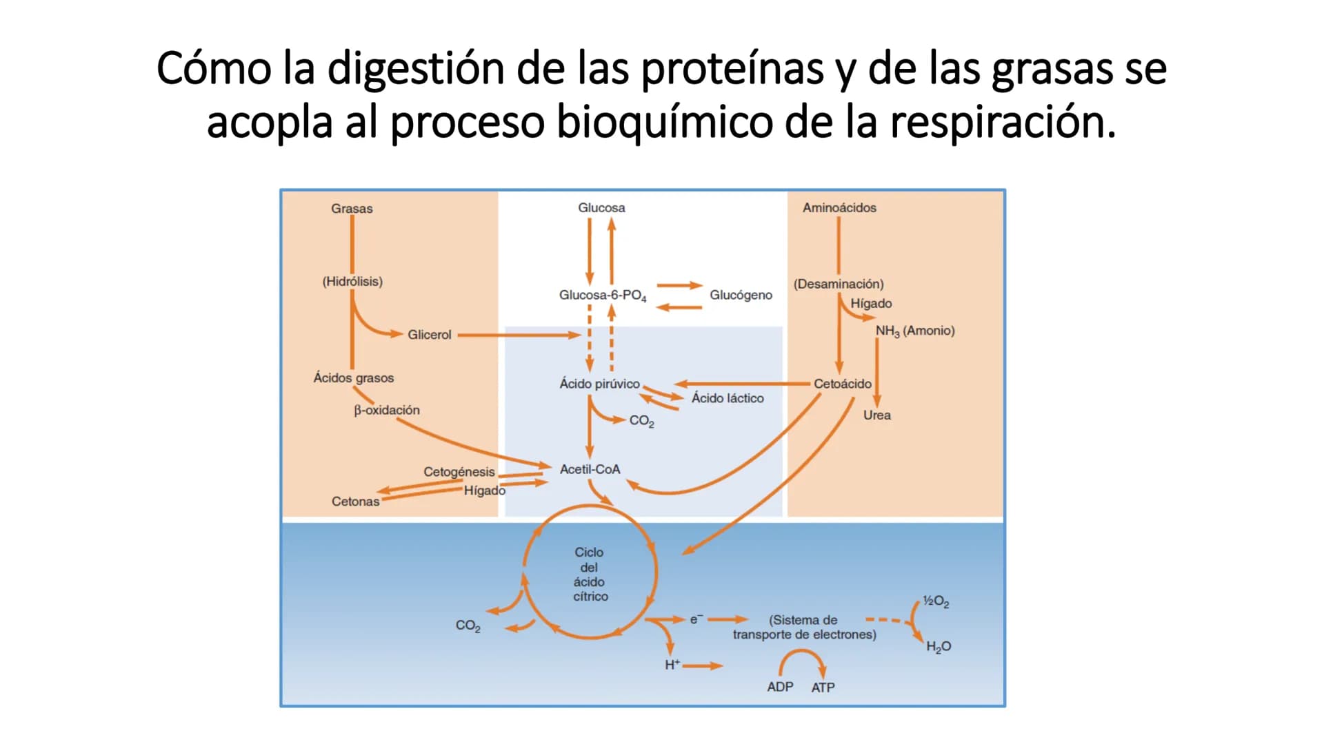 # METABOLISMO

Lic. Javier Céspedes Mata, M.E. Metabolismo
Metabolismo basal
www.botanical-online.com
Concepto: Describe el total
de cambios