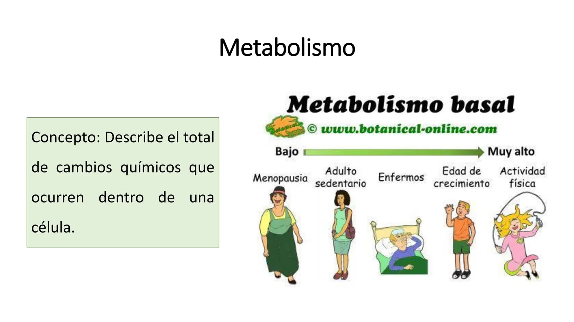 # METABOLISMO

Lic. Javier Céspedes Mata, M.E. Metabolismo
Metabolismo basal
www.botanical-online.com
Concepto: Describe el total
de cambios