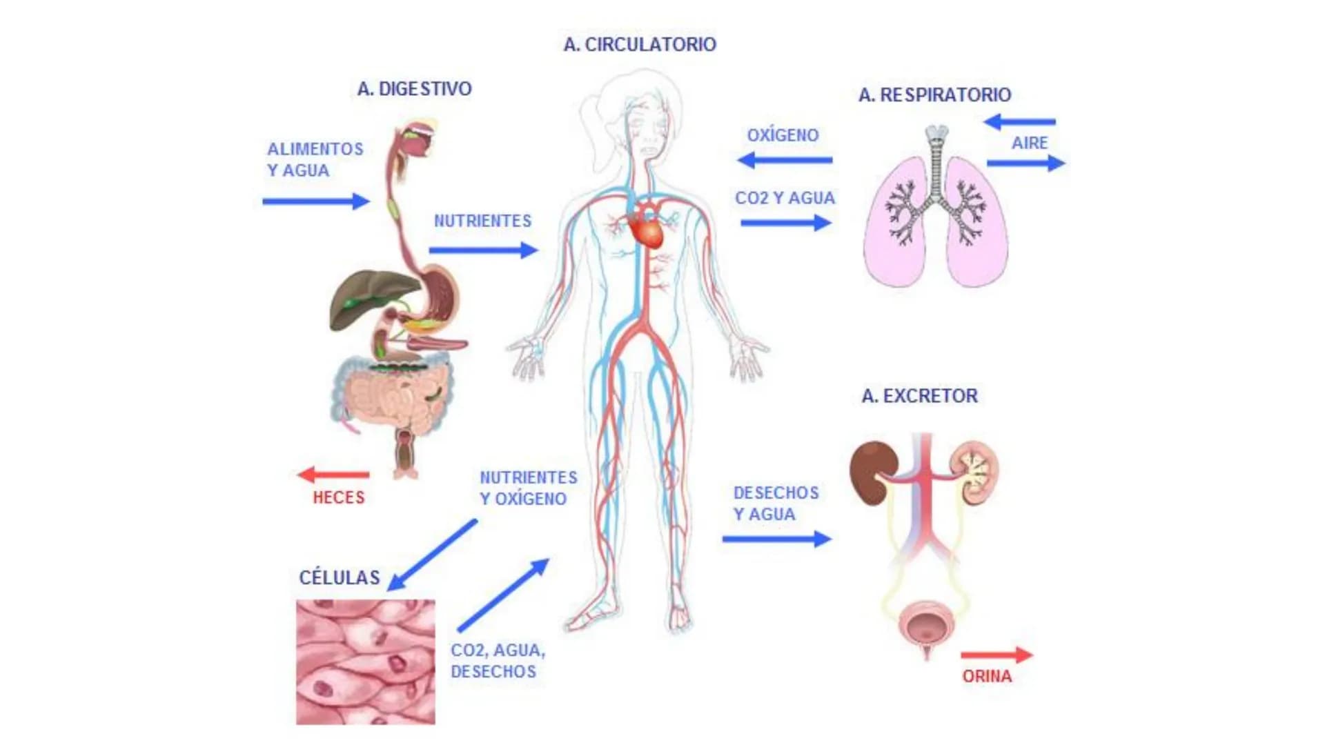 # METABOLISMO

Lic. Javier Céspedes Mata, M.E. Metabolismo
Metabolismo basal
www.botanical-online.com
Concepto: Describe el total
de cambios