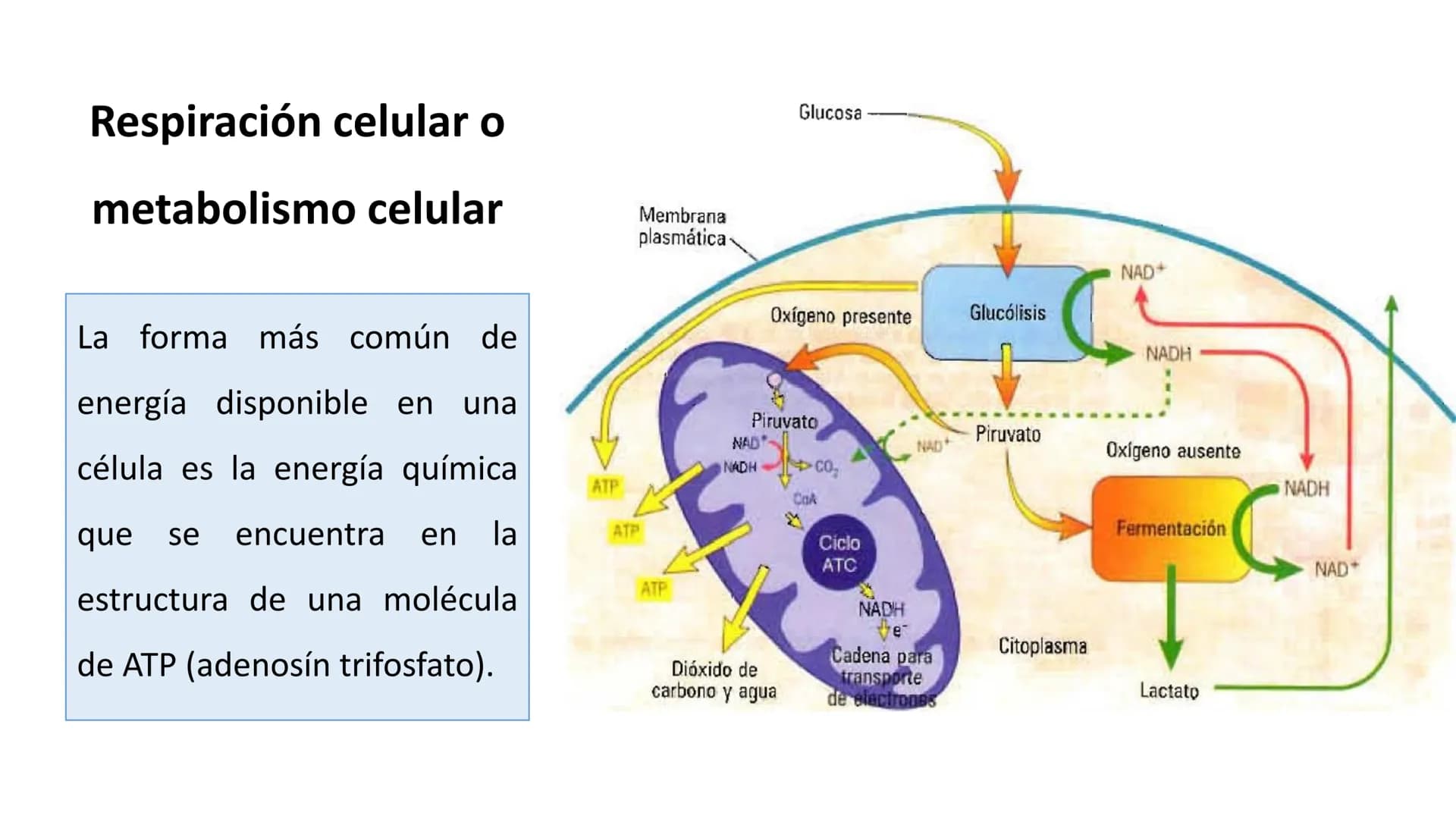 # METABOLISMO

Lic. Javier Céspedes Mata, M.E. Metabolismo
Metabolismo basal
www.botanical-online.com
Concepto: Describe el total
de cambios