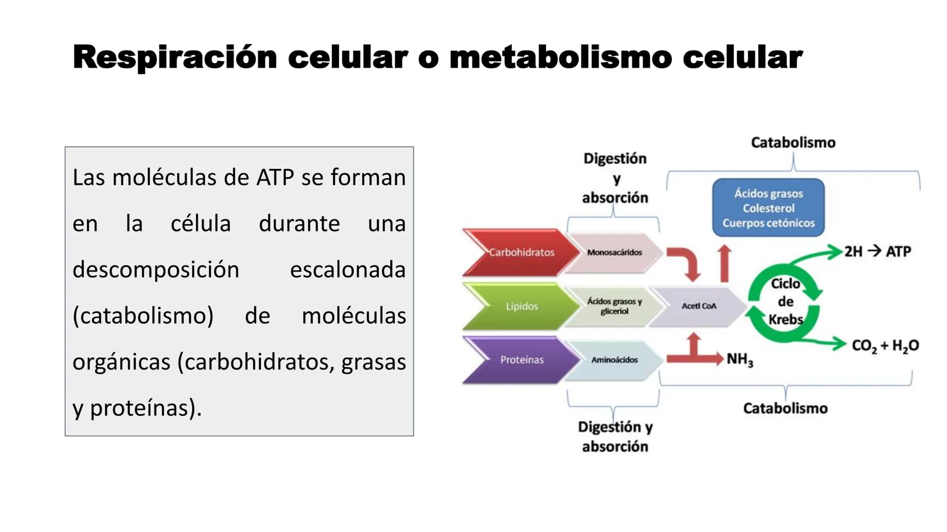 # METABOLISMO

Lic. Javier Céspedes Mata, M.E. Metabolismo
Metabolismo basal
www.botanical-online.com
Concepto: Describe el total
de cambios