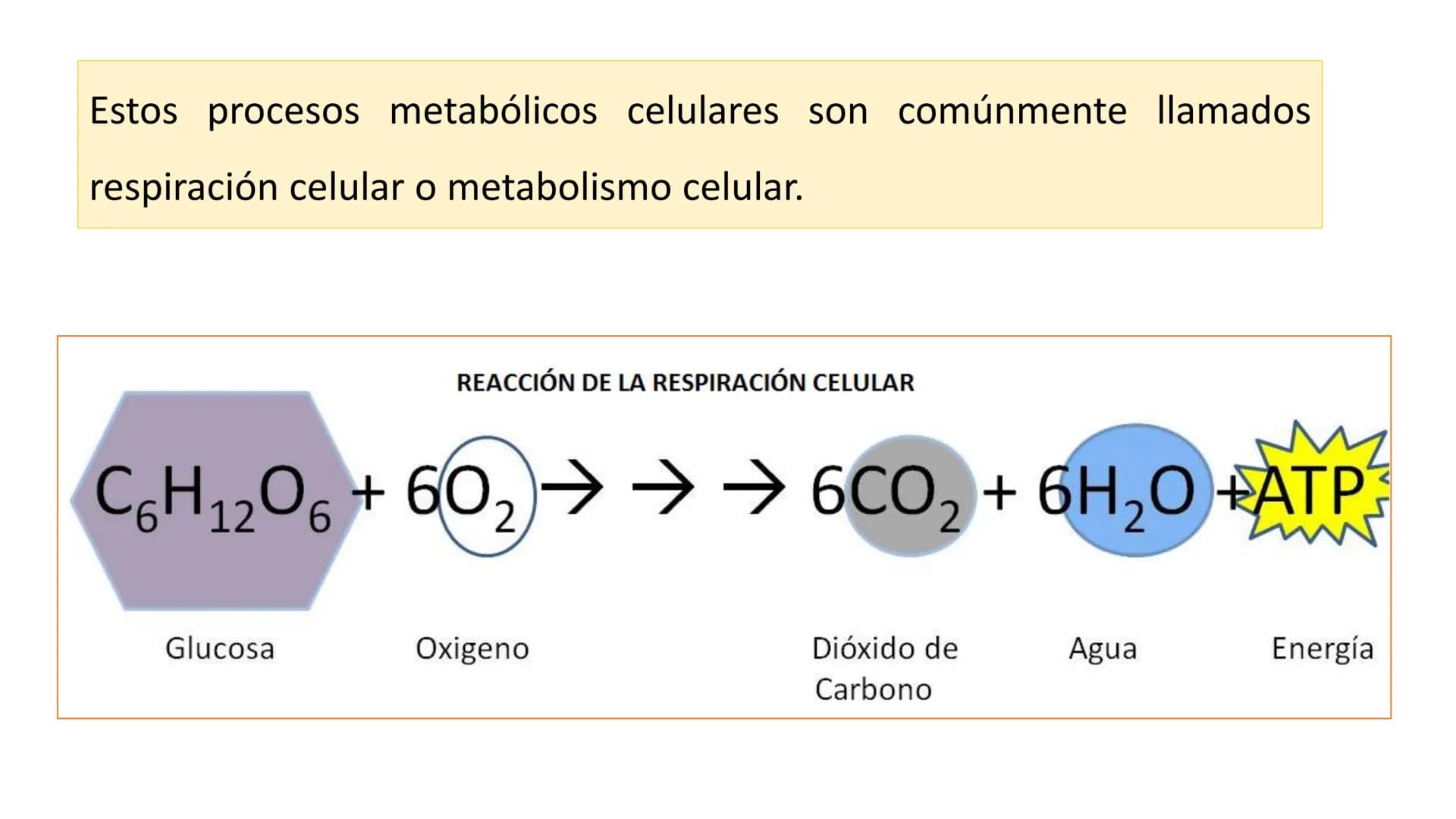 # METABOLISMO

Lic. Javier Céspedes Mata, M.E. Metabolismo
Metabolismo basal
www.botanical-online.com
Concepto: Describe el total
de cambios