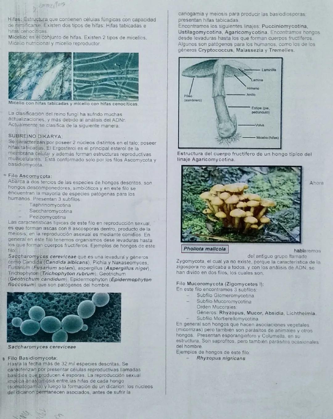 Clase 14
# Academia Pre Universitaria
08-82-25
# "JEAN PIAGET"

### TEMA: DIVISIÓN DEL MUNDO VIVO - REINO MONERA, PROTISTA, FUNGI, PLANTAE


